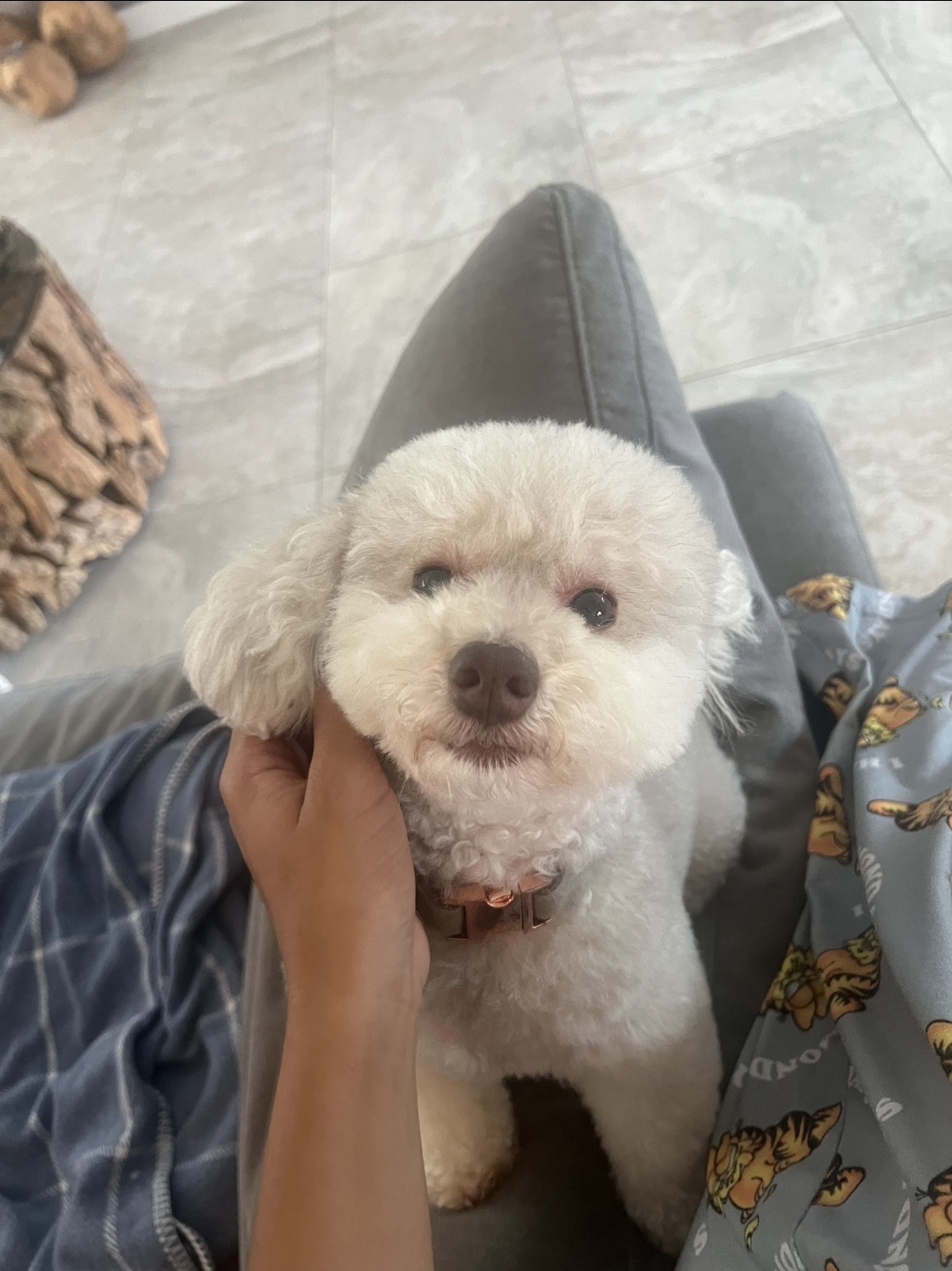 Save Peanut: Urgent Liver Treatment Needed campaign photo, 6 of 7