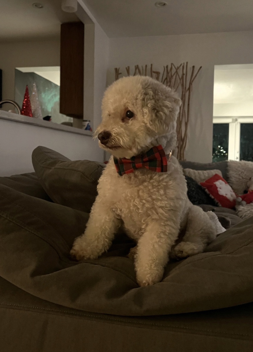 Save Peanut: Urgent Liver Treatment Needed campaign photo, 4 of 7
