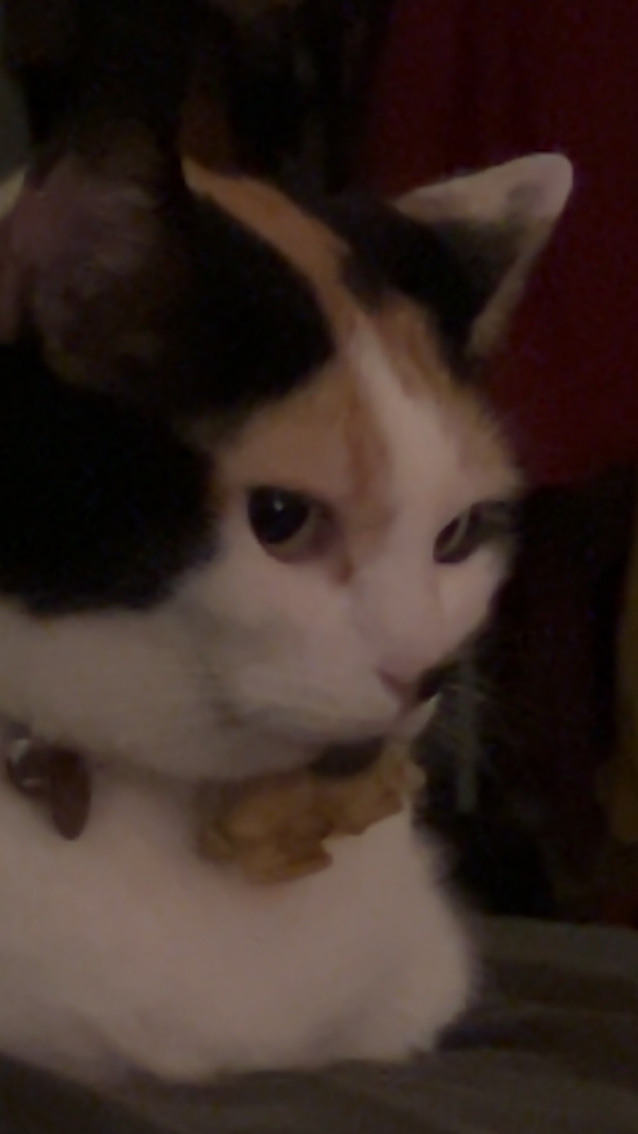 Wilma’s Surgery campaign photo, 6 of 7