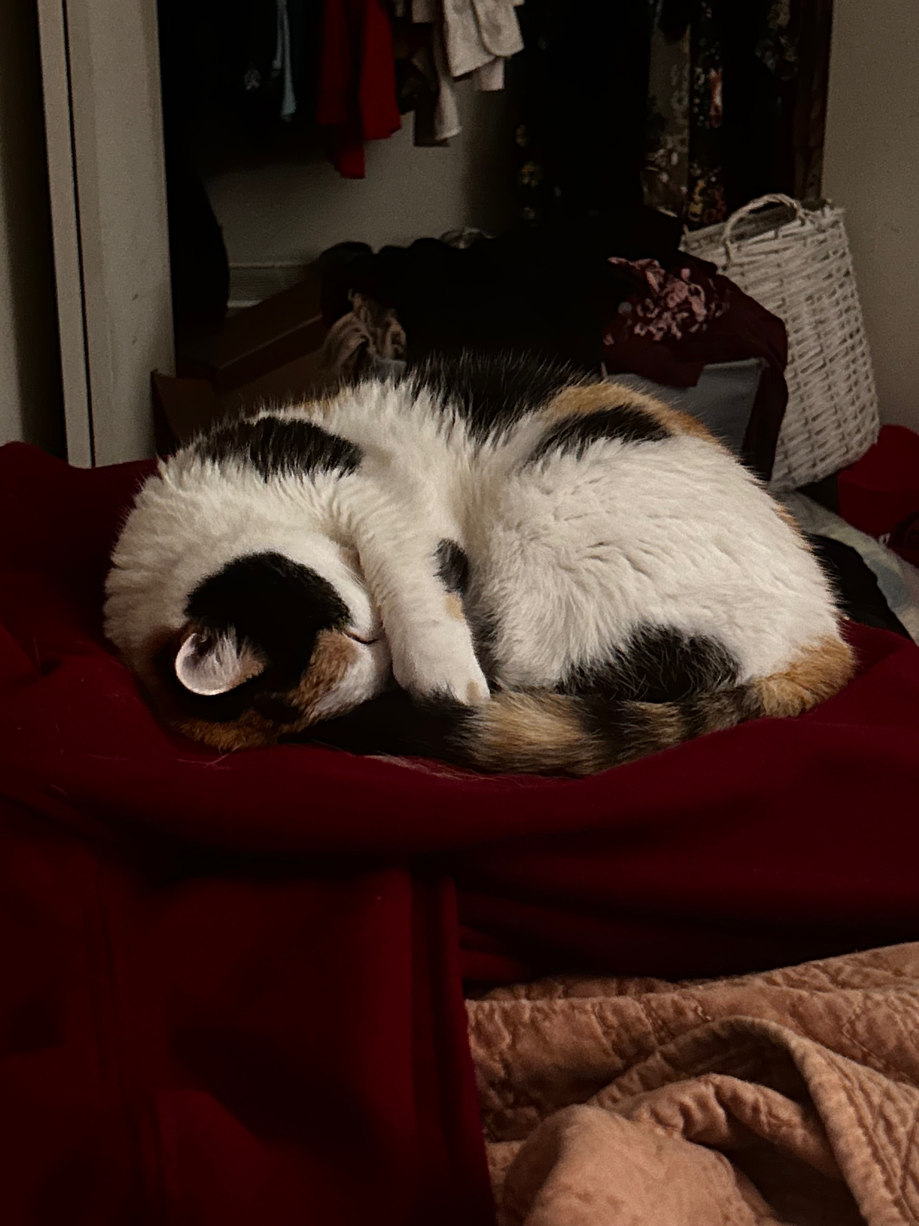 Wilma’s Surgery campaign photo, 2 of 7