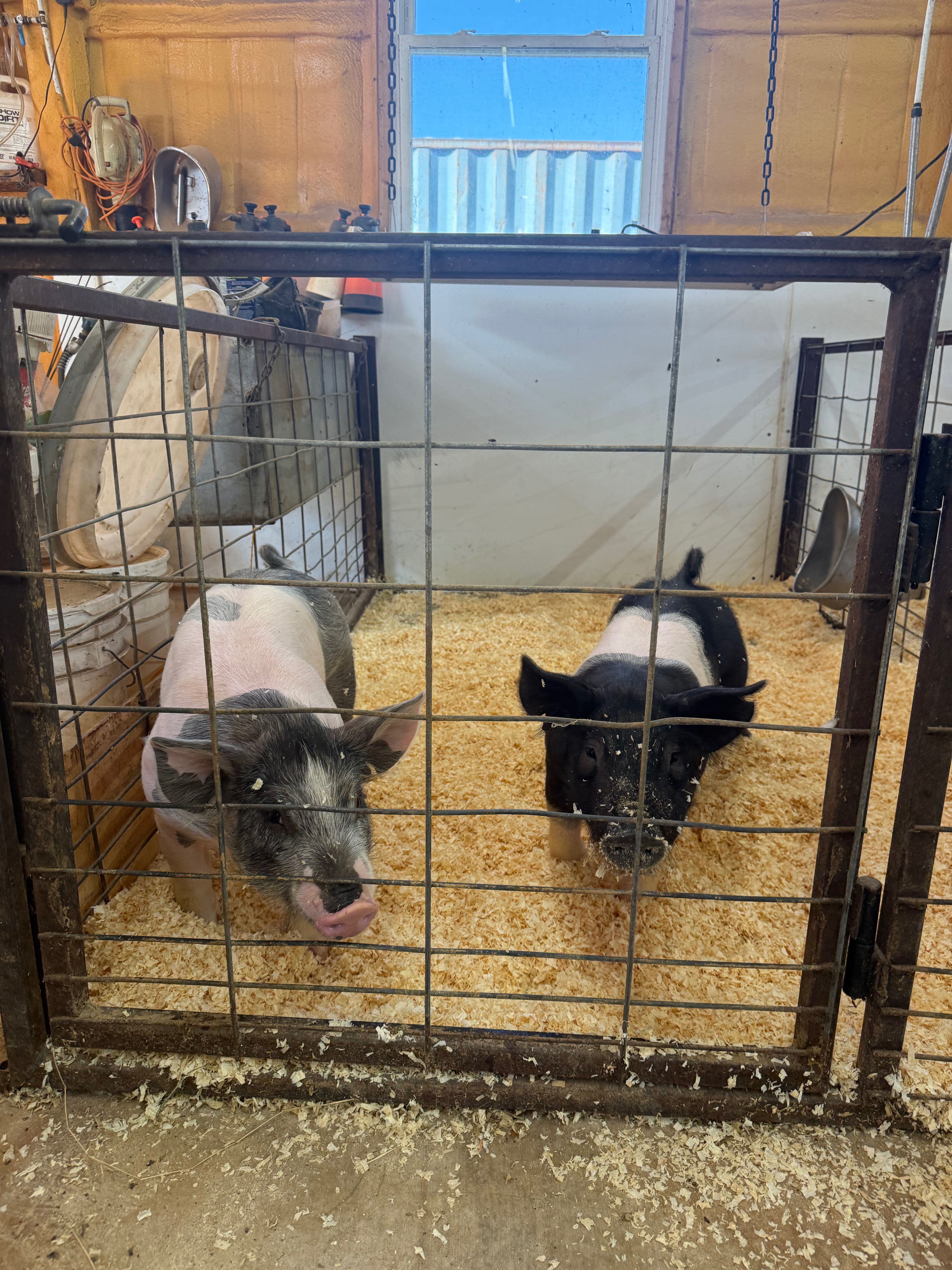 Kinzlee’s Pig Fund campaign photo, 2 of 7