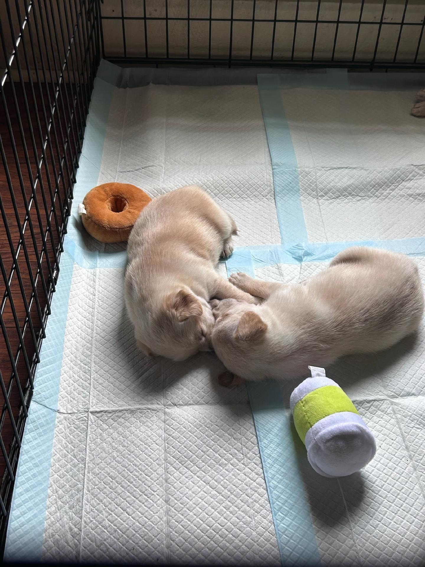 Pause for Pups: Help Dane and Gail Support Rescued ParvoPups campaign photo, 4 of 8