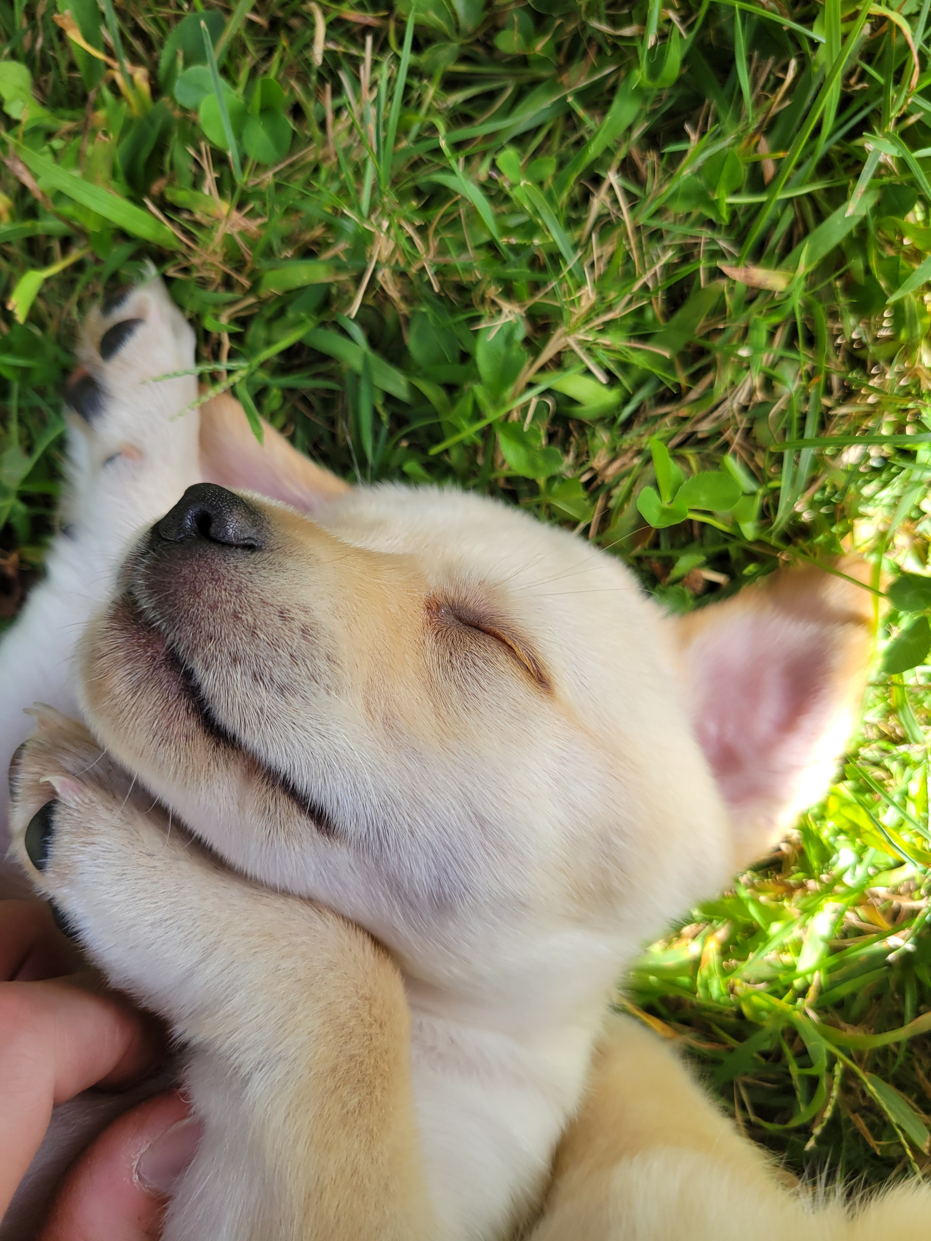 Pause for Pups: Help Dane and Gail Support Rescued ParvoPups campaign photo, 5 of 8