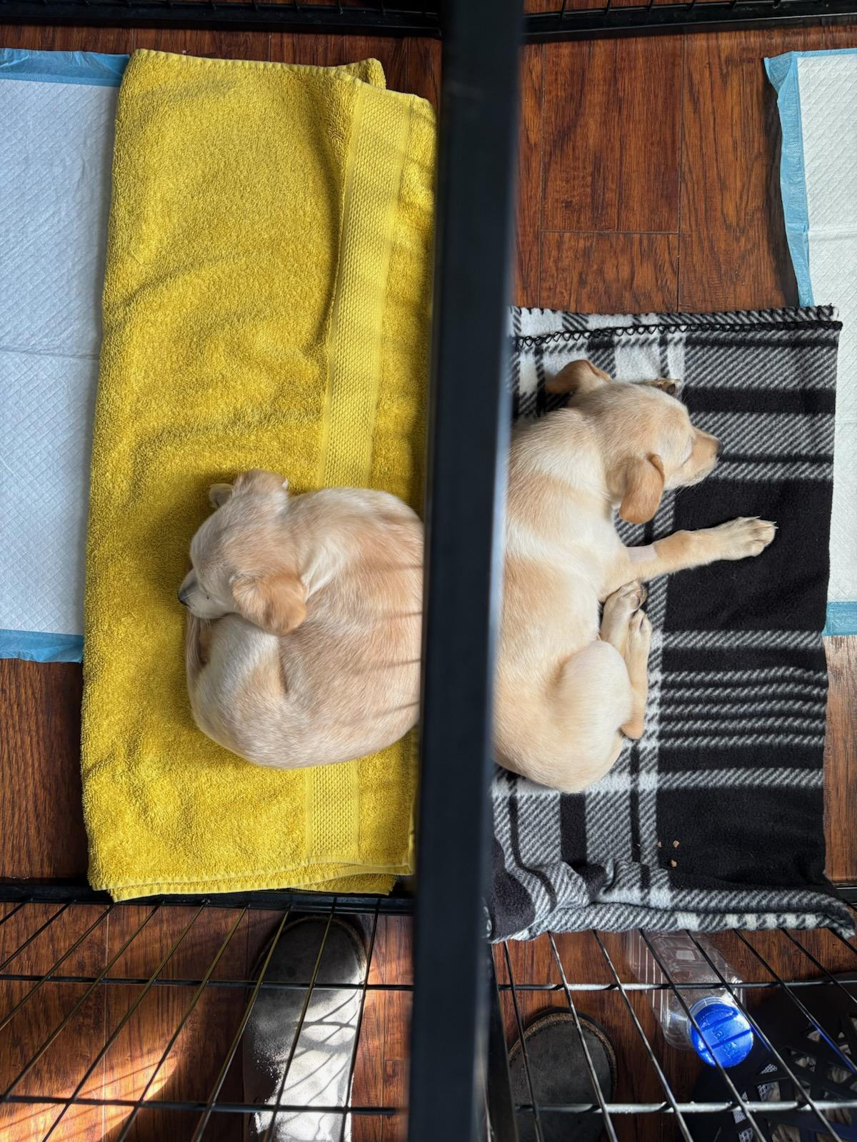 Pause for Pups: Help Dane and Gail Support Rescued ParvoPups campaign photo, 6 of 8