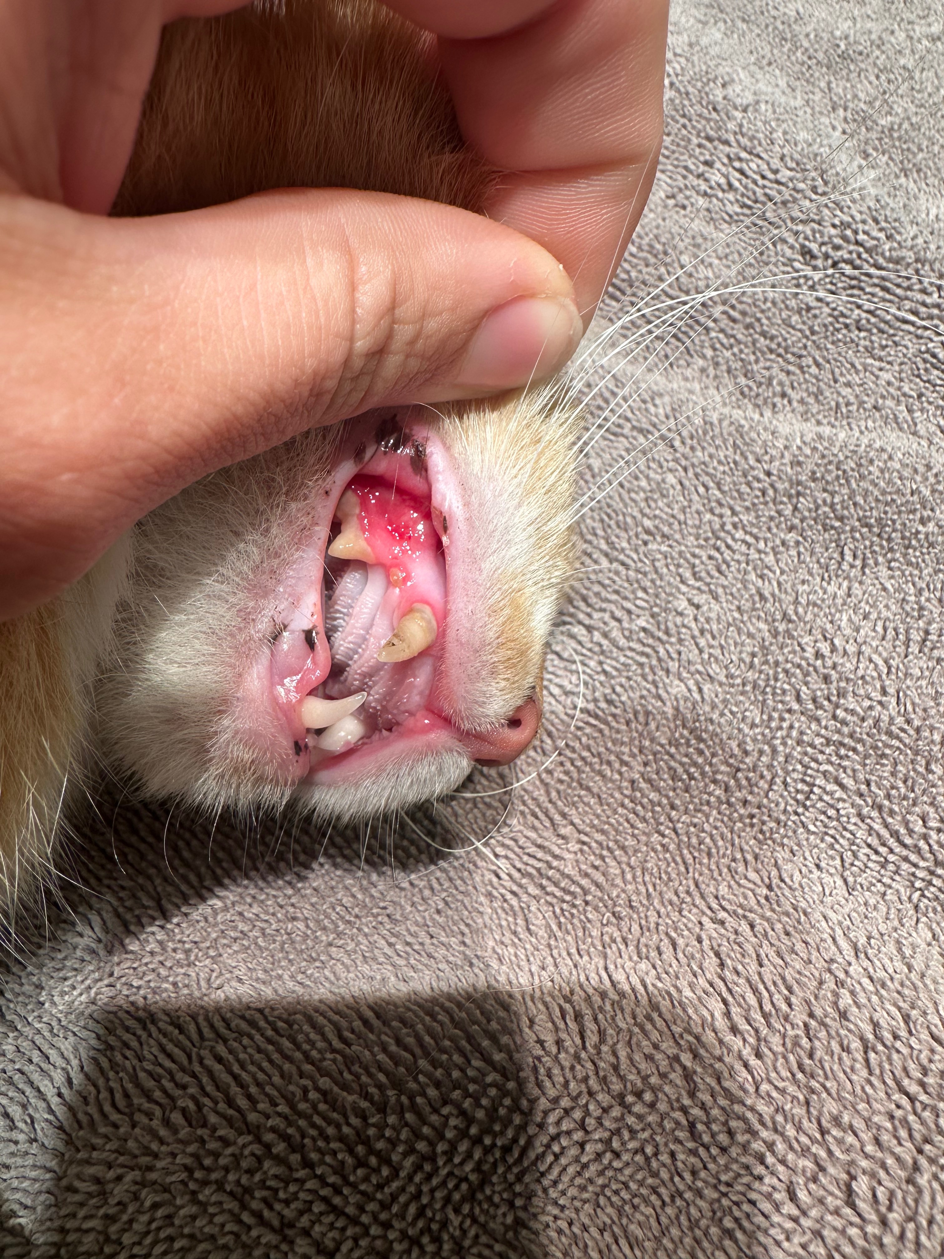 Daisy Mae our Pirate Cat in need of dental work campaign photo, 2 of 7