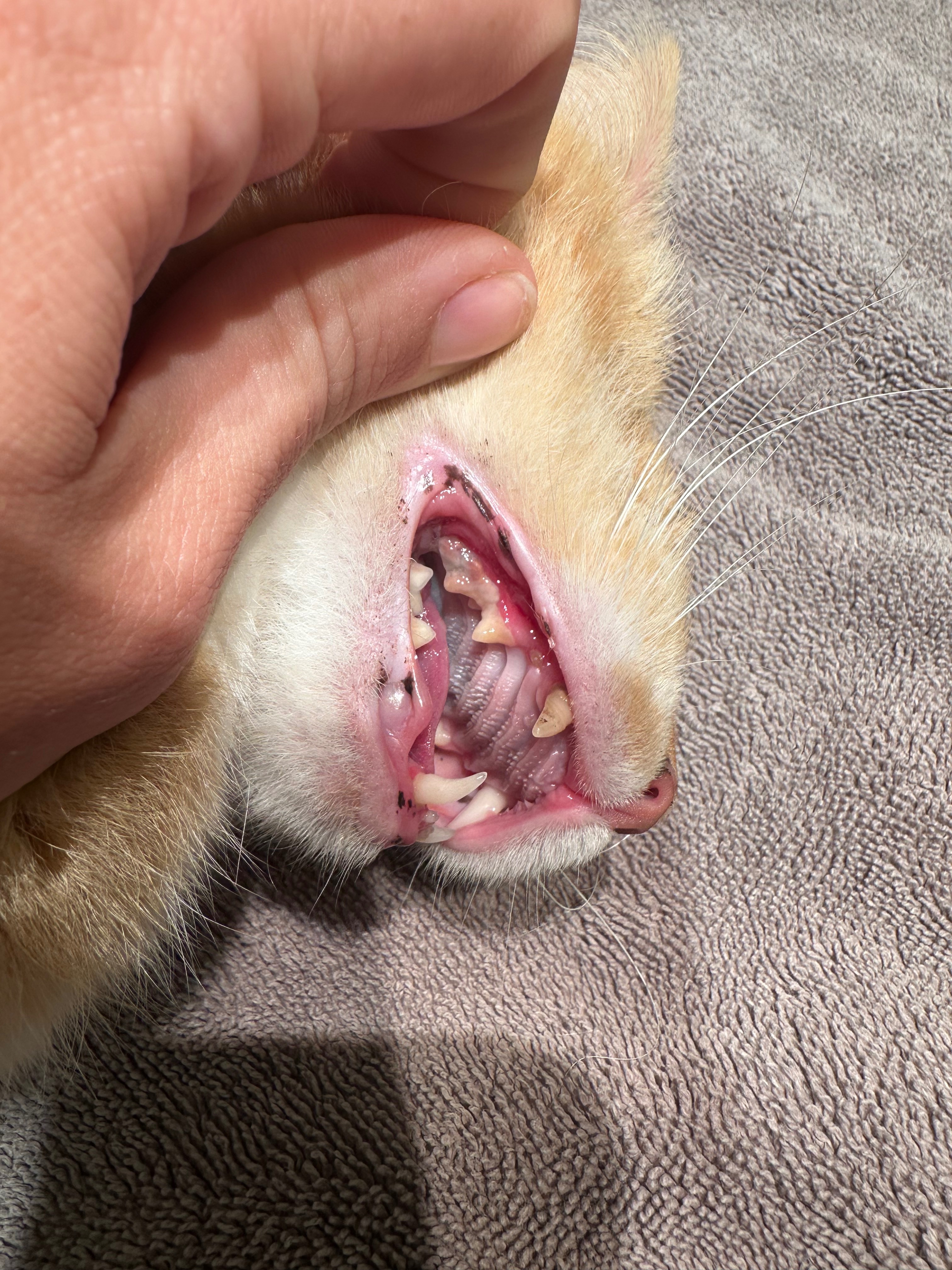 Daisy Mae our Pirate Cat in need of dental work campaign photo, 6 of 7