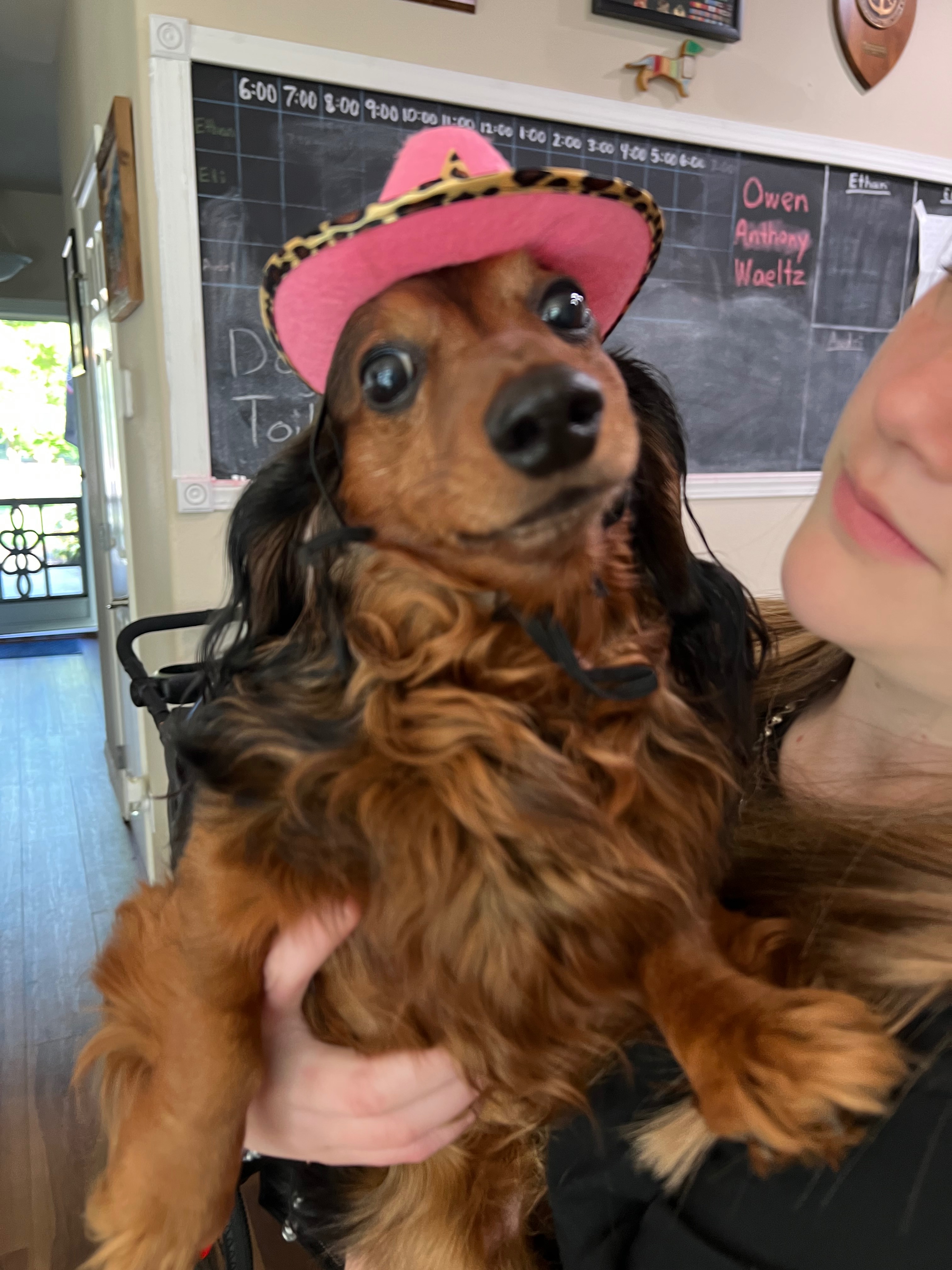 Save Kevin: Help Our Beloved Pup campaign photo, 2 of 8