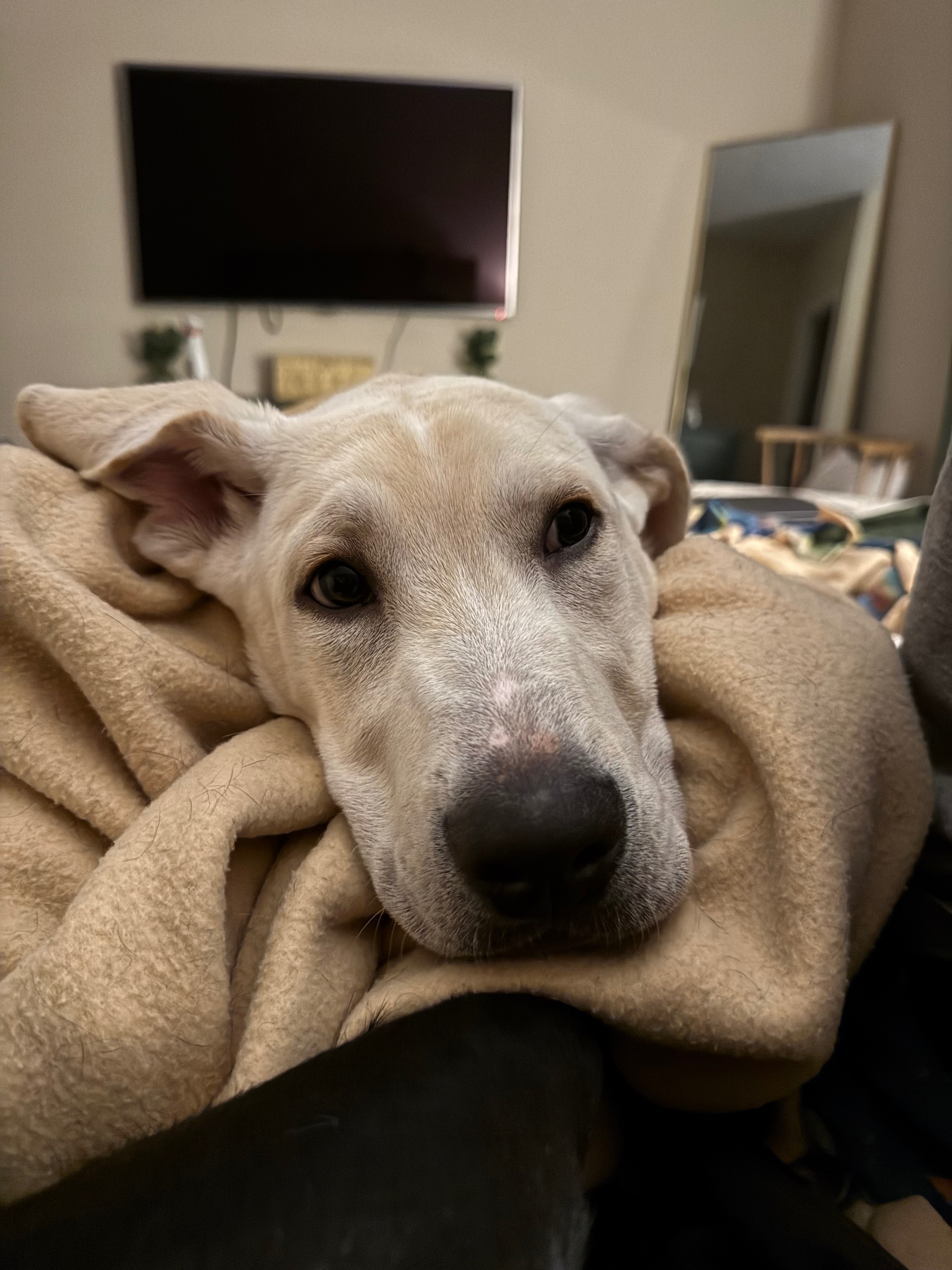 Comet’s Fundraiser campaign photo, 7 of 8
