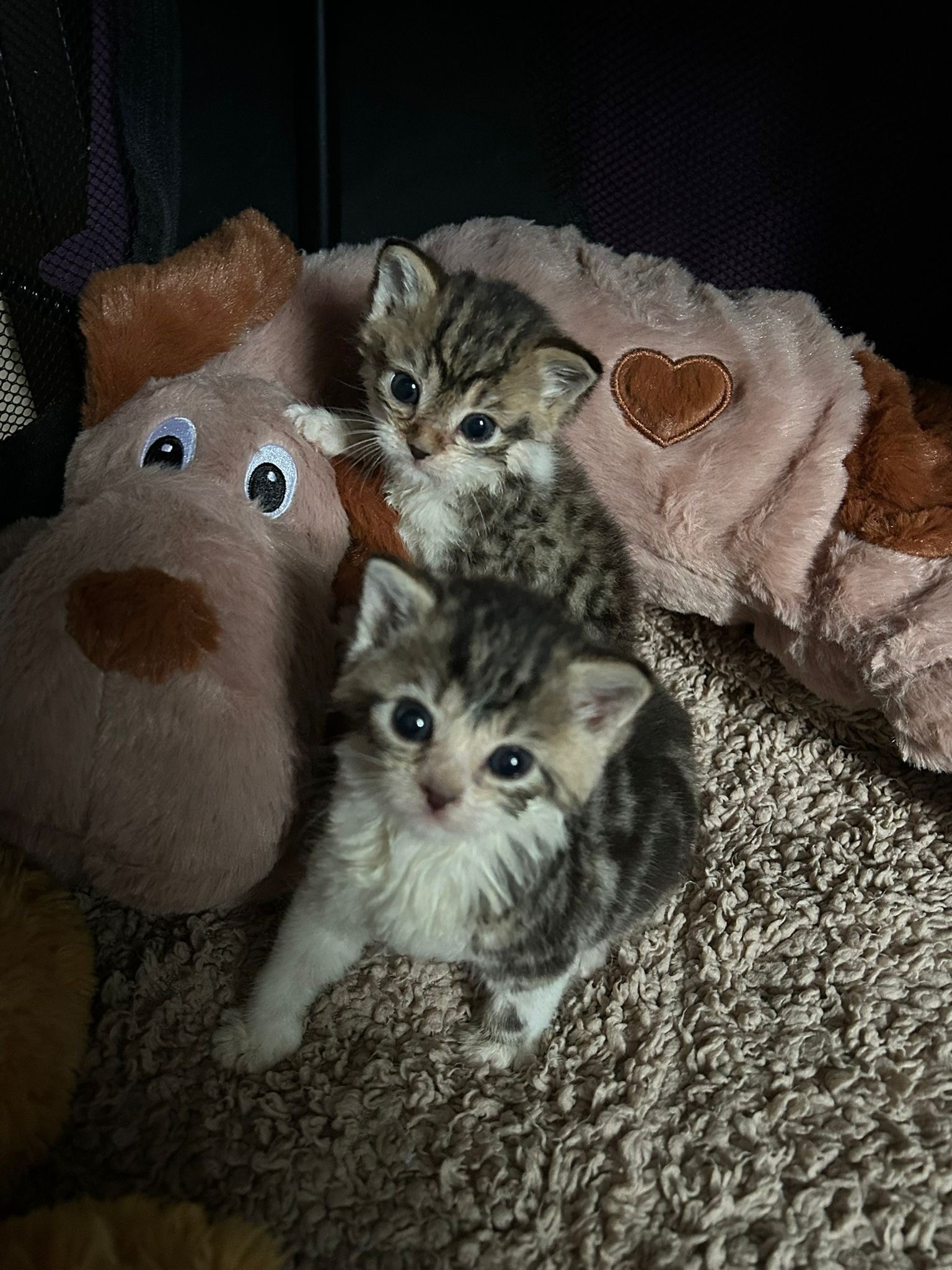 Cats Protection, St Albans & District - Ruby and Rose campaign photo, 2 of 5