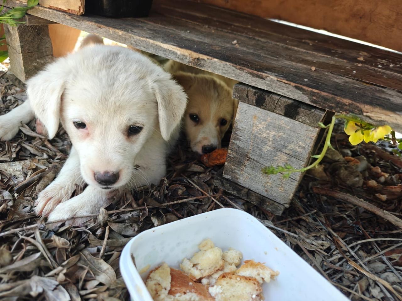Help Spay 50 Dogs in Berat: End the Suffering campaign photo, 2 of 7