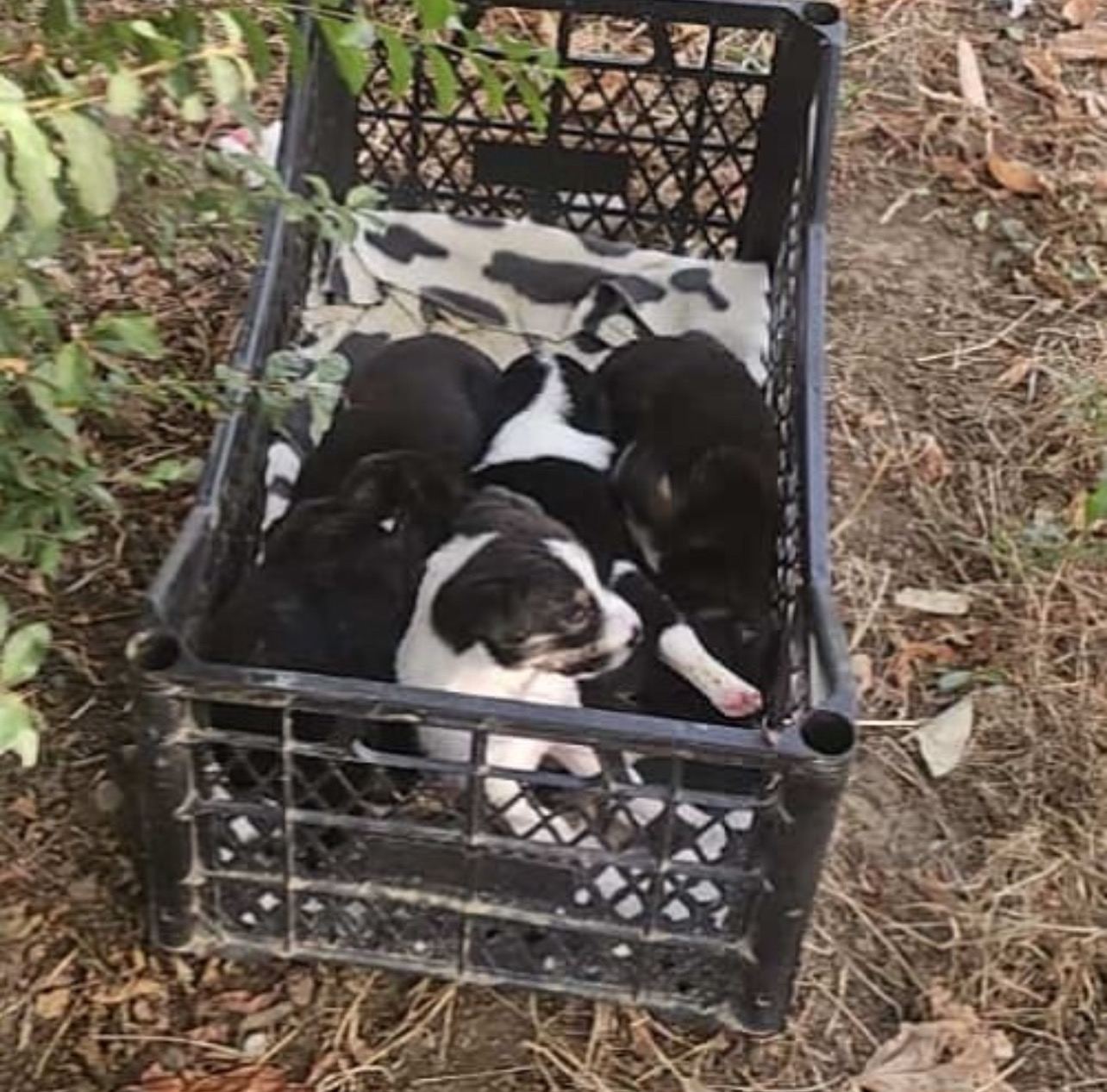 Help Spay 50 Dogs in Berat: End the Suffering campaign photo, 6 of 7