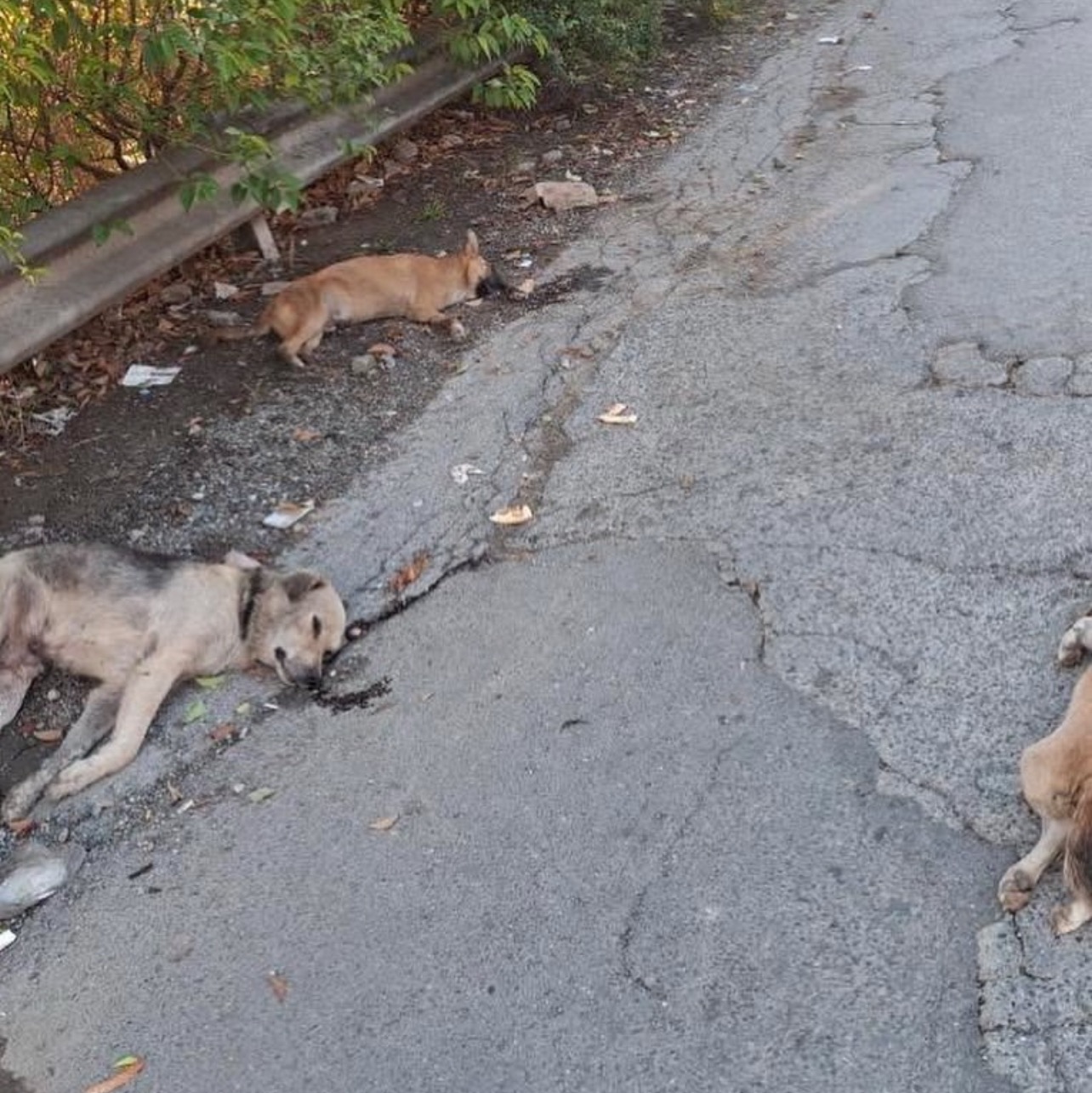 Help Spay 50 Dogs in Berat: End the Suffering campaign photo, 5 of 7