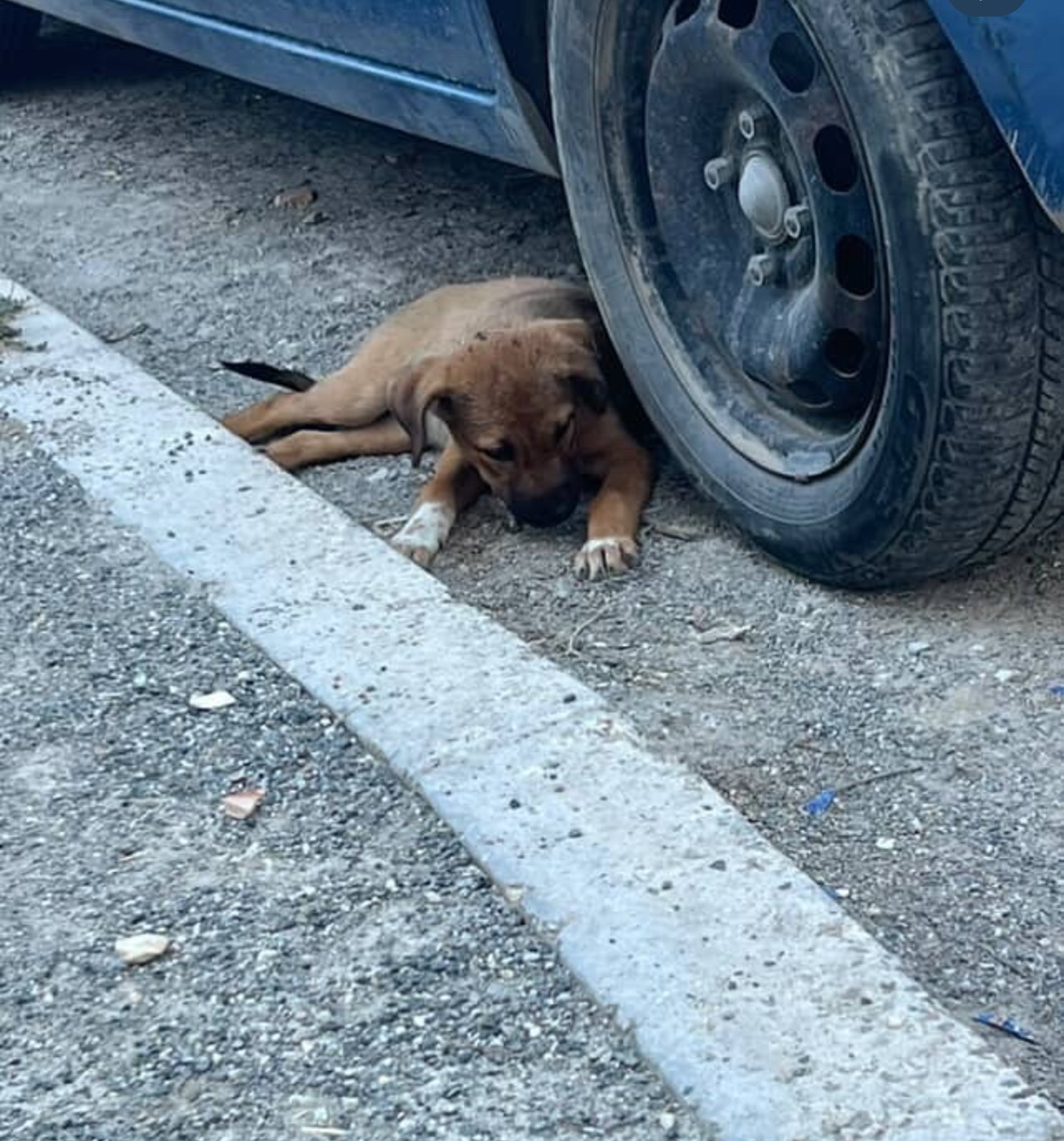 Help Spay 50 Dogs in Berat: End the Suffering campaign photo, 4 of 7