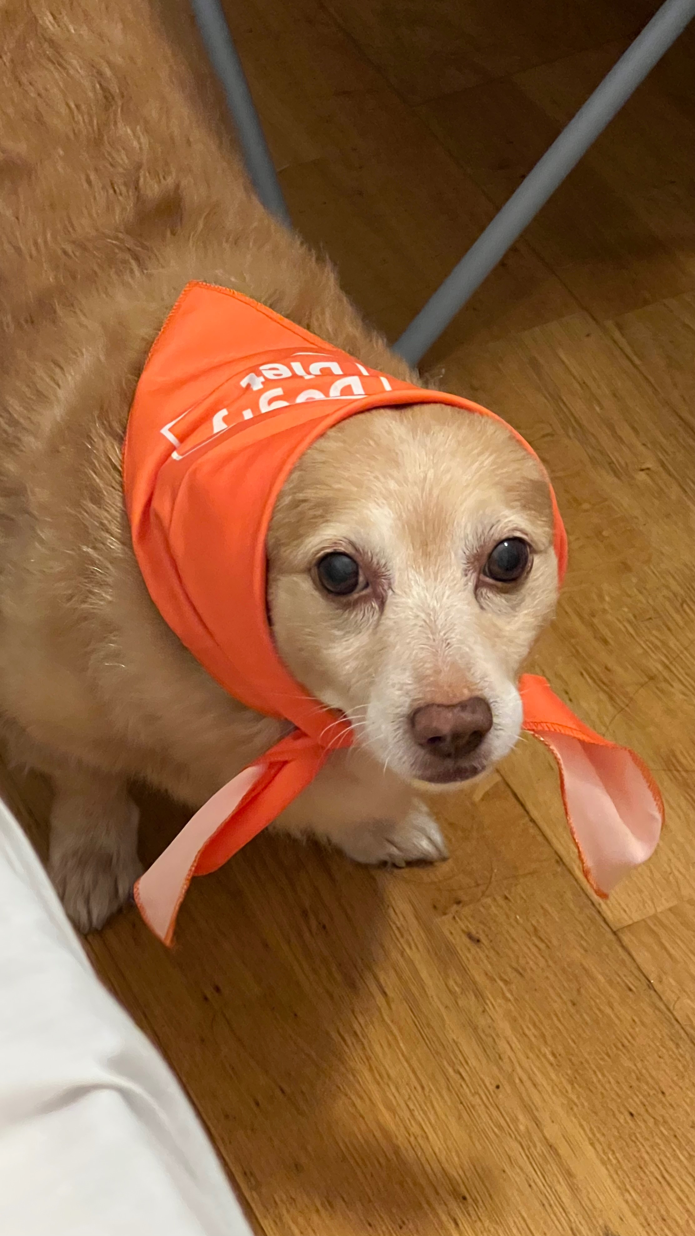 Donate to help Luckyboop campaign photo, 5 of 8