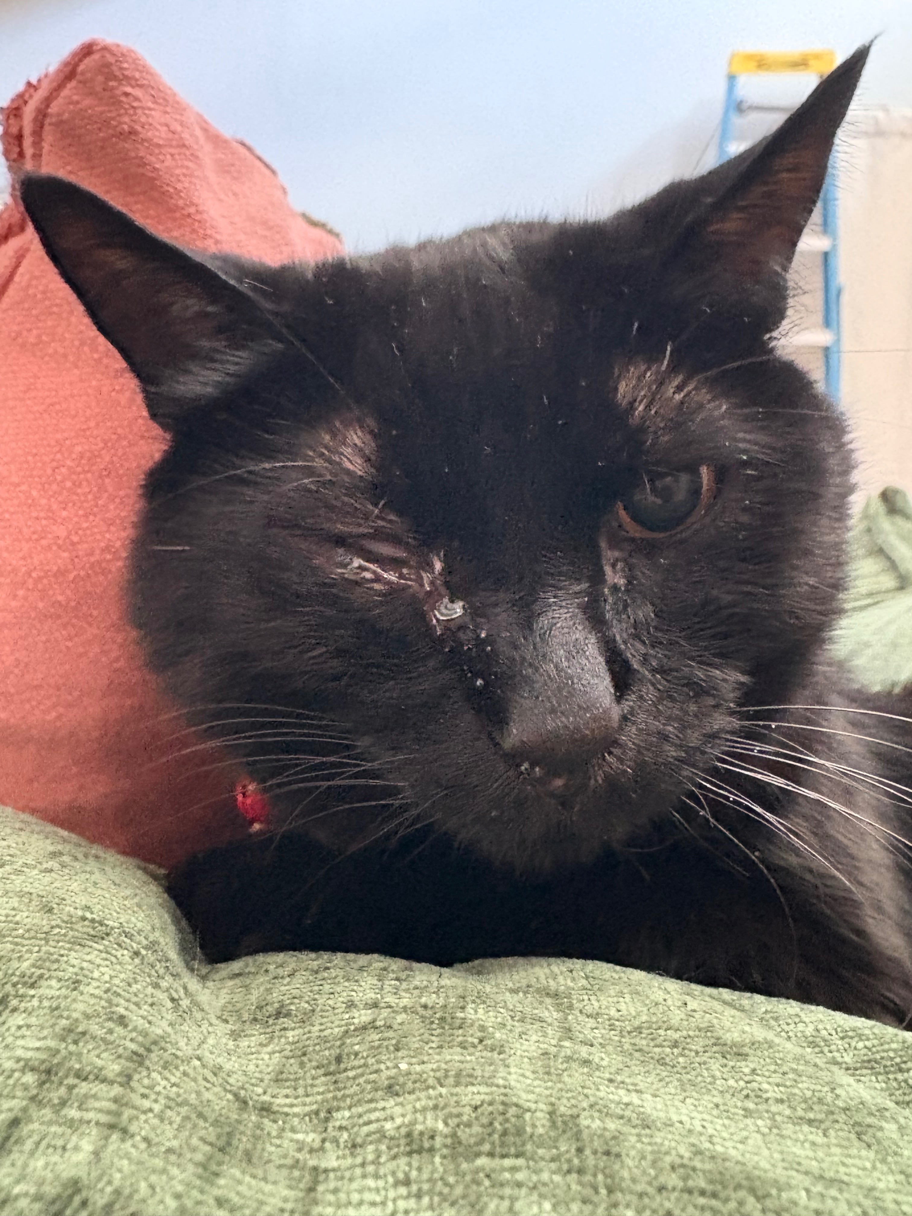 Save Moe: Emergency Vet and Surgery Costs campaign photo, 2 of 4