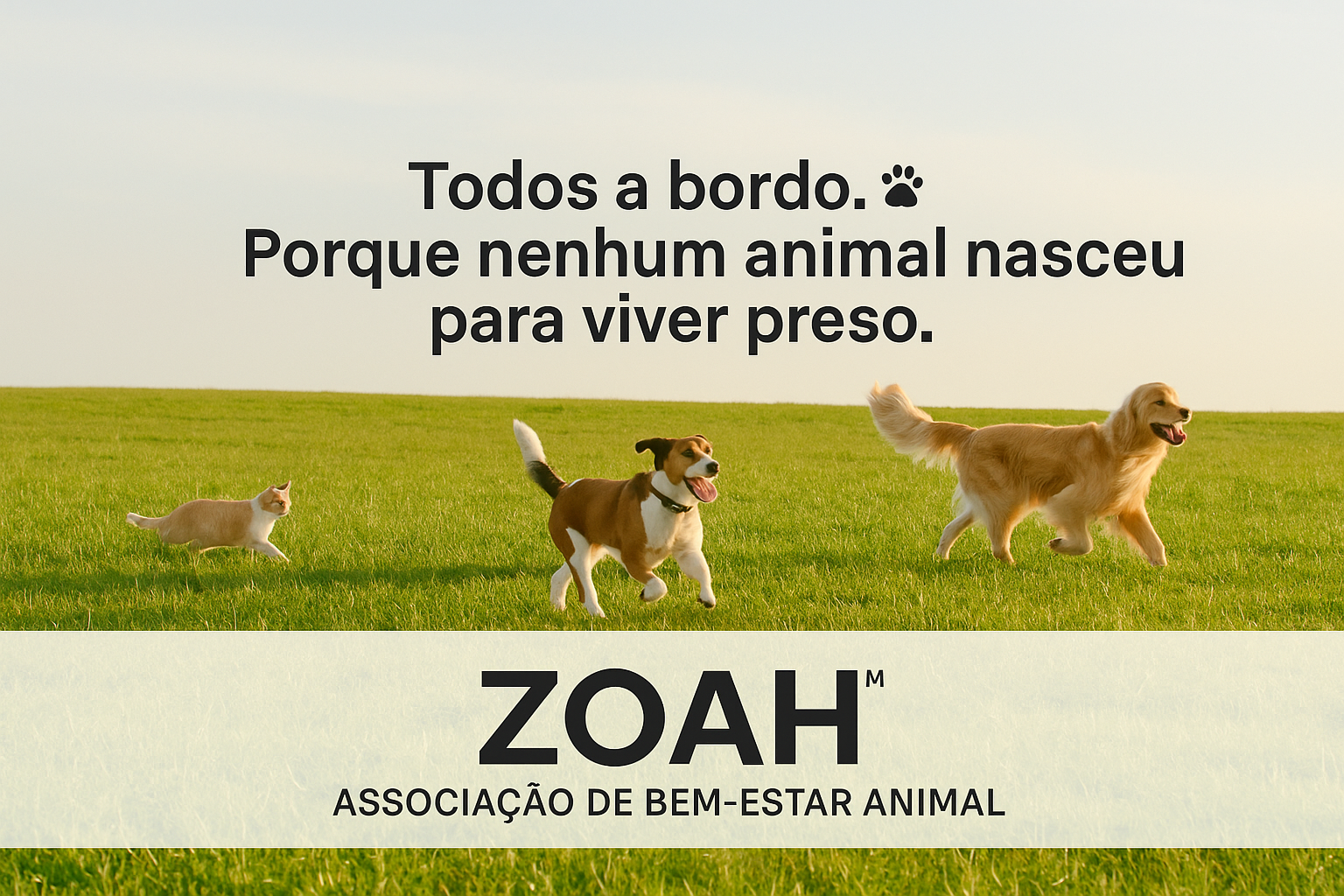 ZOAH´s Ark campaign photo, 5 of 8
