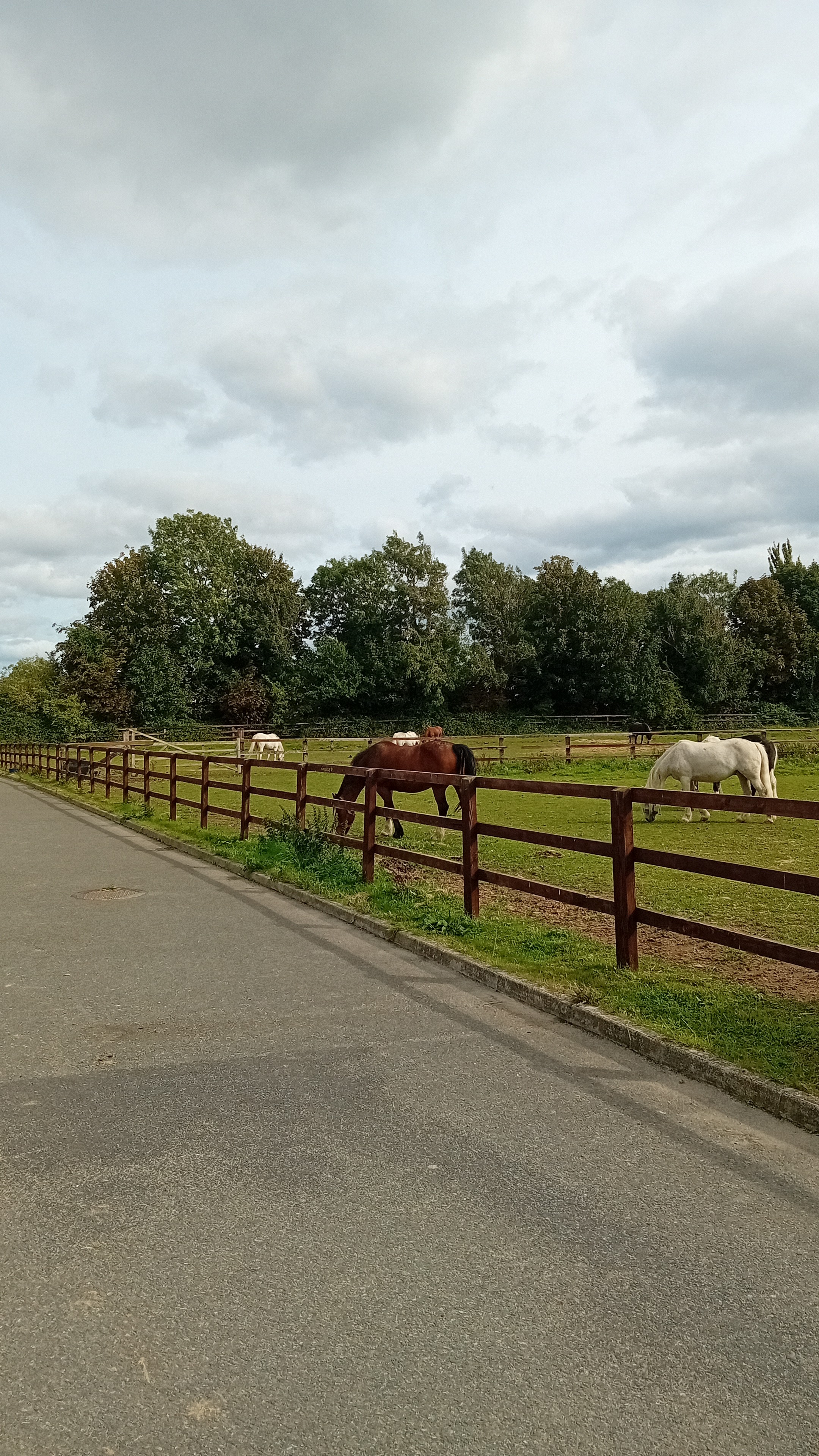 Please support the clondalkin equine club campaign photo, 2 of 8