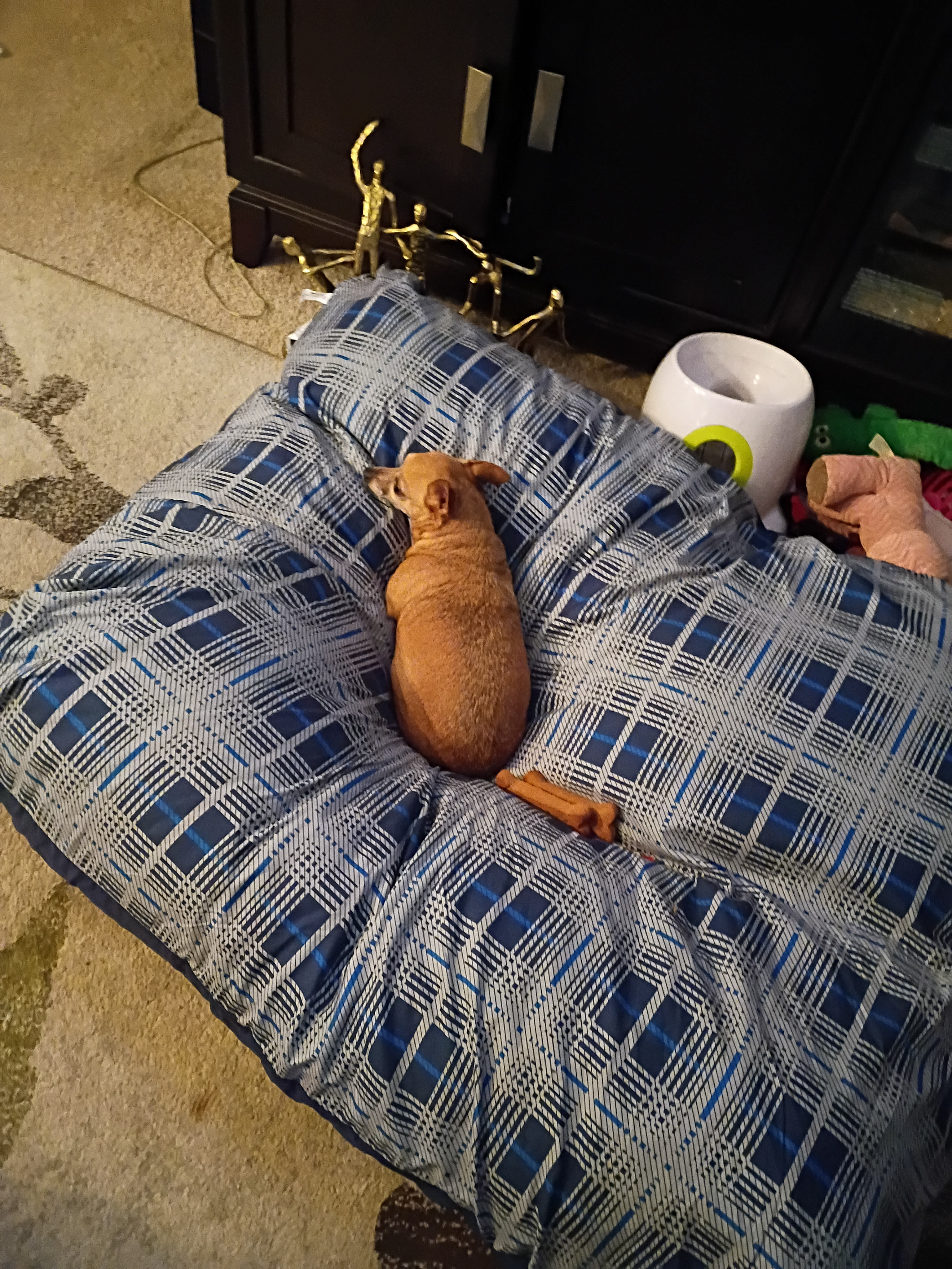 My dog baby Peanut Cooks  needing life saving surgery needed campaign photo, 5 of 6