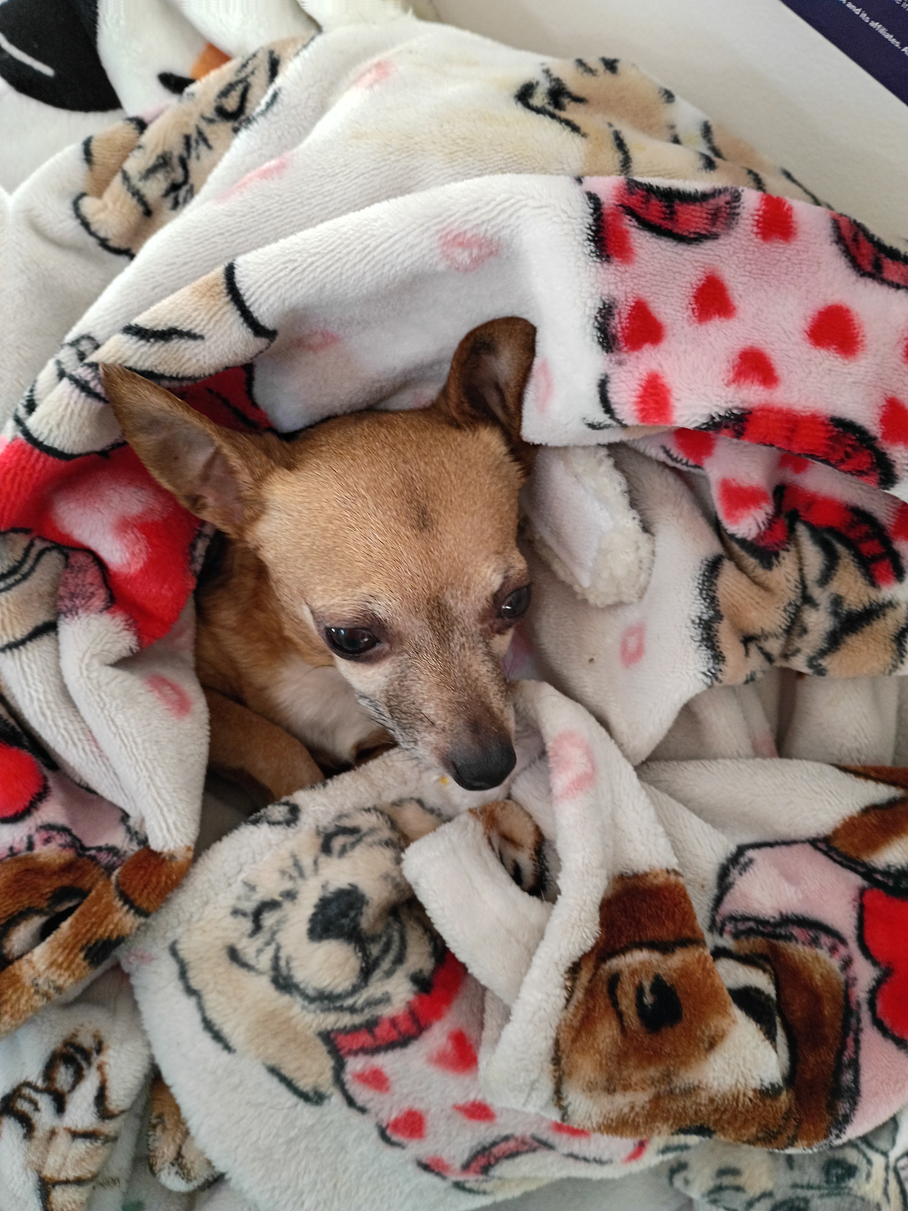 My dog baby Peanut Cooks  needing life saving surgery needed campaign photo, 2 of 6