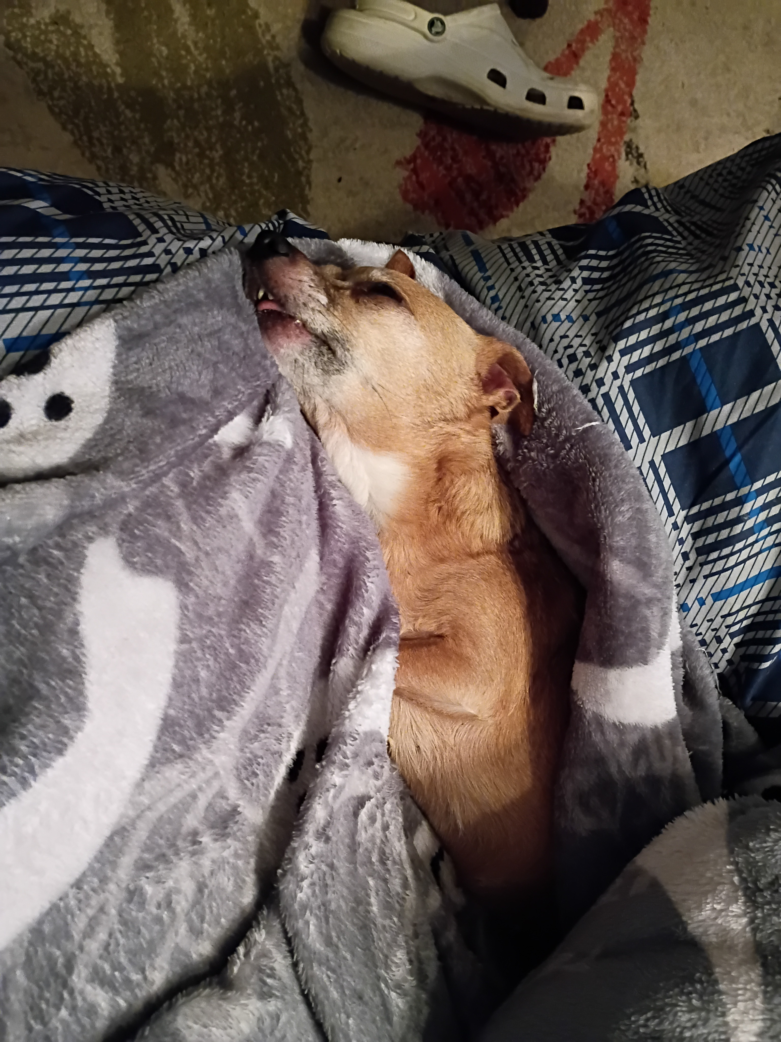 My dog baby Peanut Cooks  needing life saving surgery needed campaign photo, 4 of 6