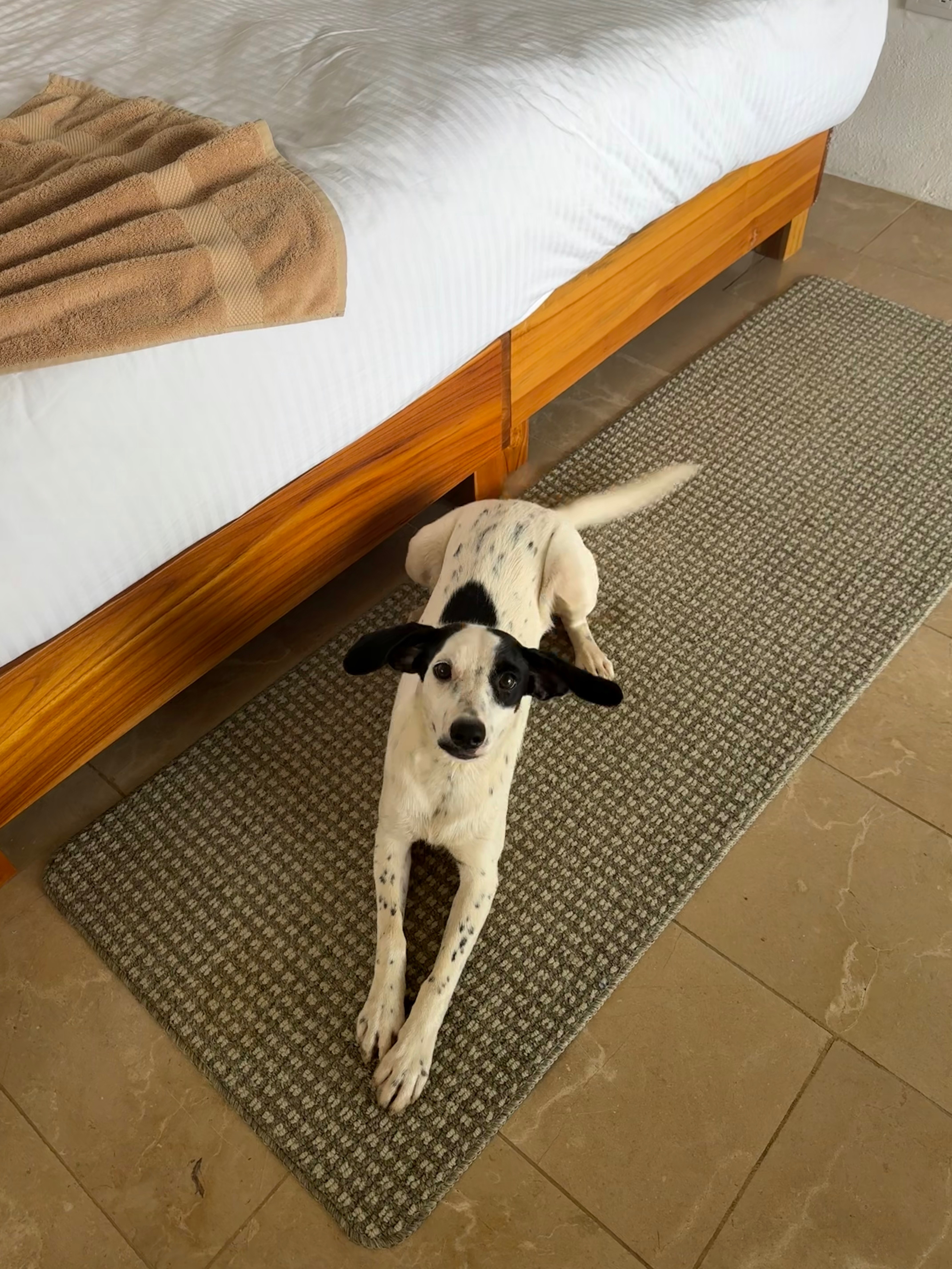 Support Oreo's Journey to a New Life campaign photo, 2 of 8