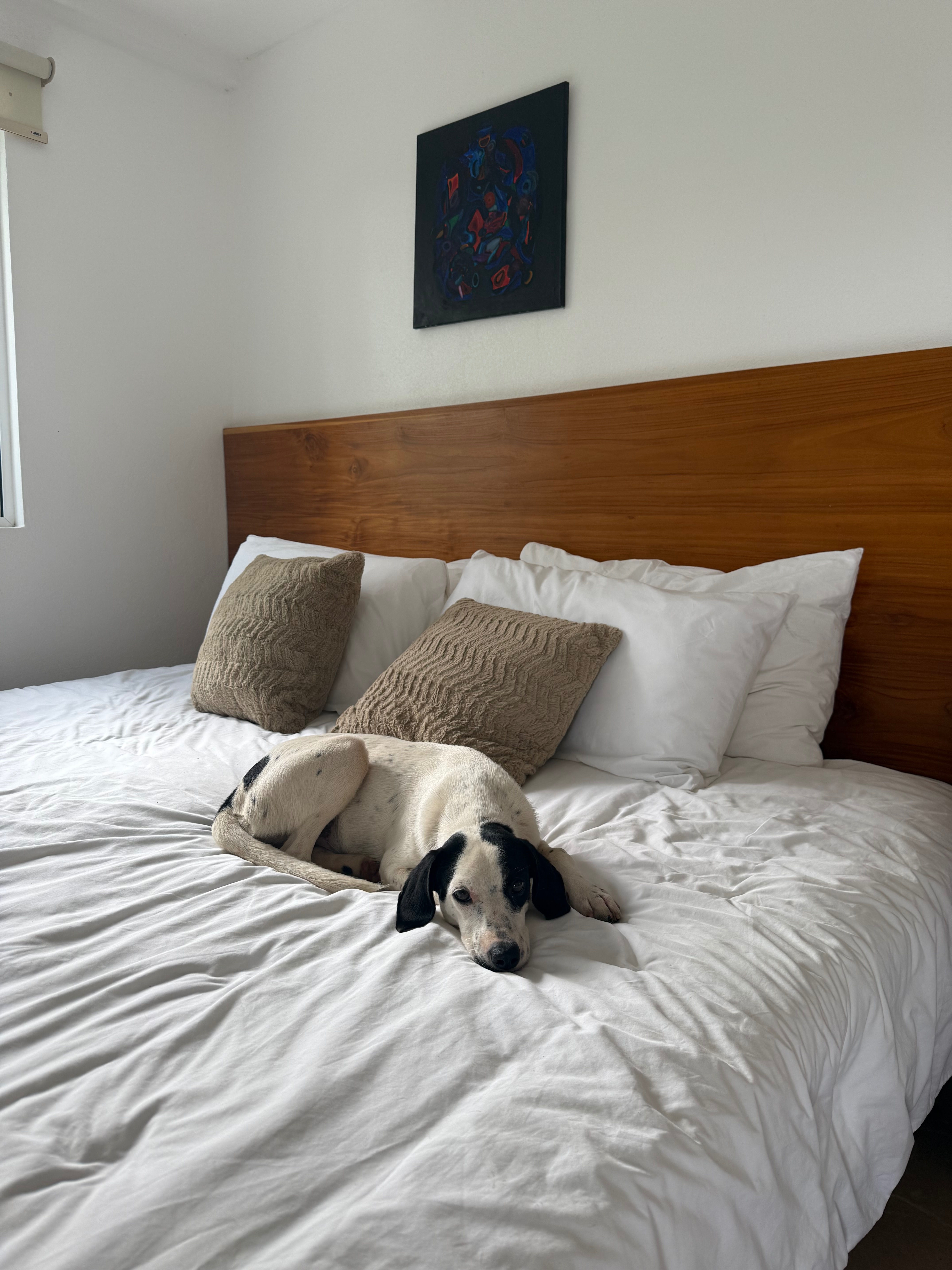 Support Oreo's Journey to a New Life campaign photo, 4 of 8