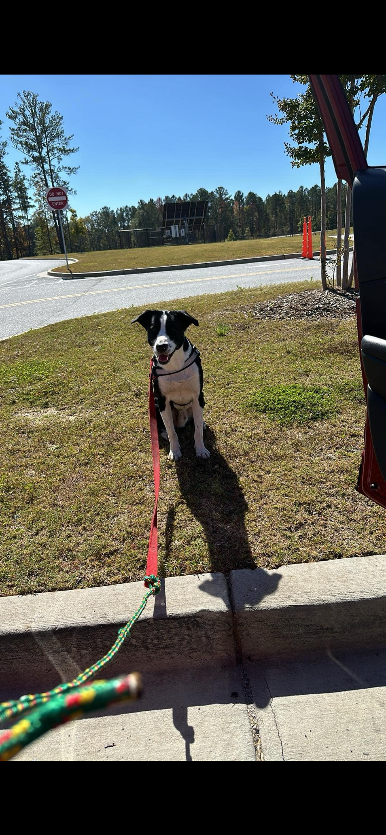 Panda needs emergency surgery campaign photo, 2 of 6