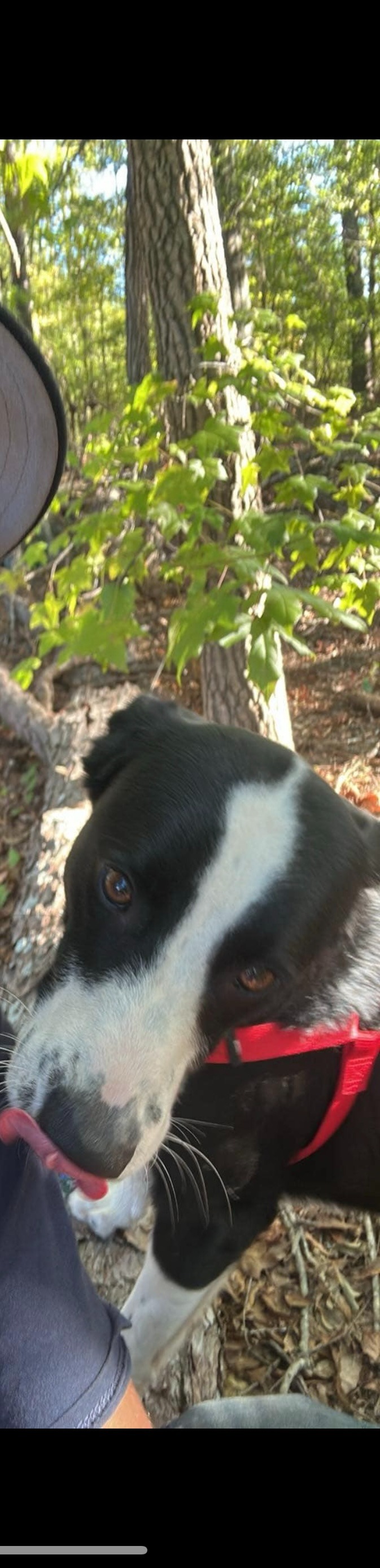 Panda needs emergency surgery campaign photo, 4 of 6