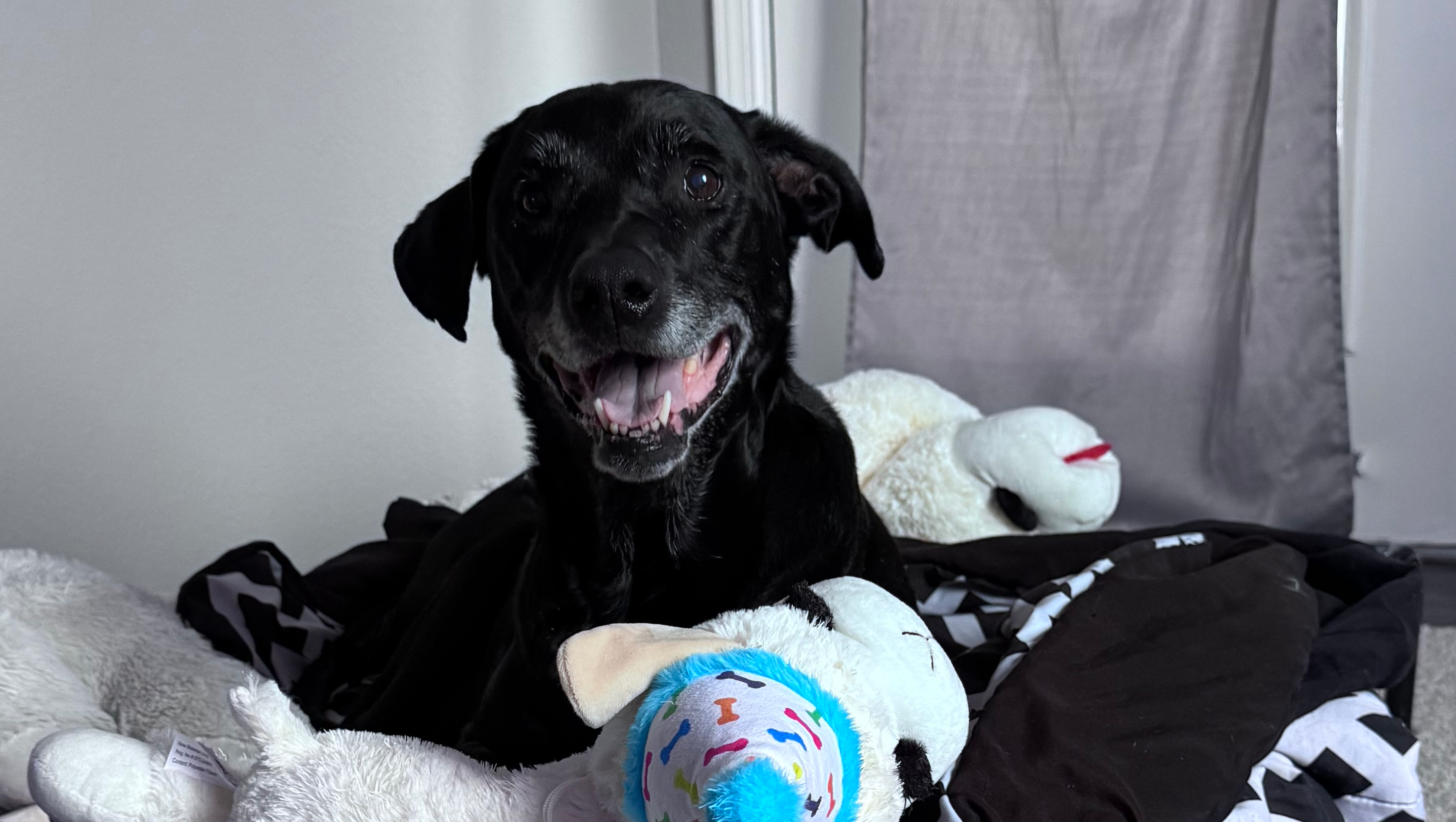 Fundraiser by Amy Rene : Support Nia's Surgery for a Better Life