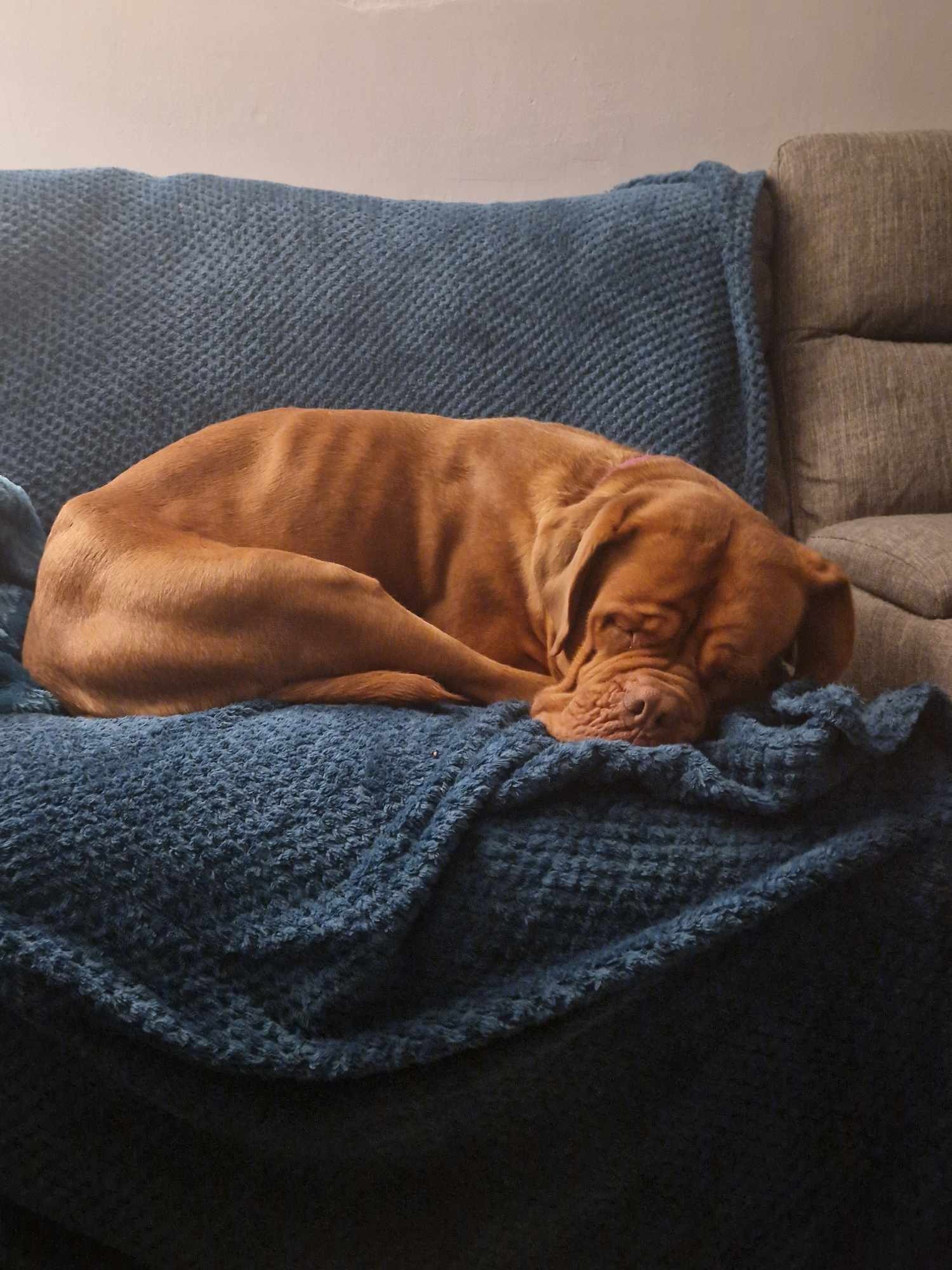 ‼️ Lola needs help to live a pain free life‼️ campaign photo, 5 of 6