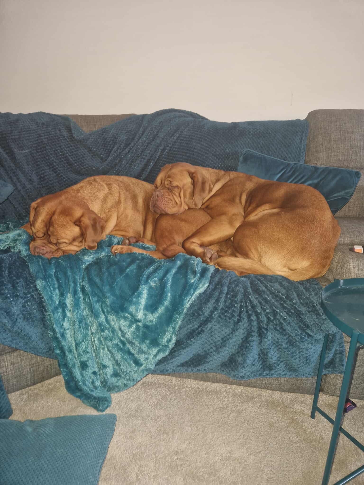 ‼️ Lola needs help to live a pain free life‼️ campaign photo, 4 of 6