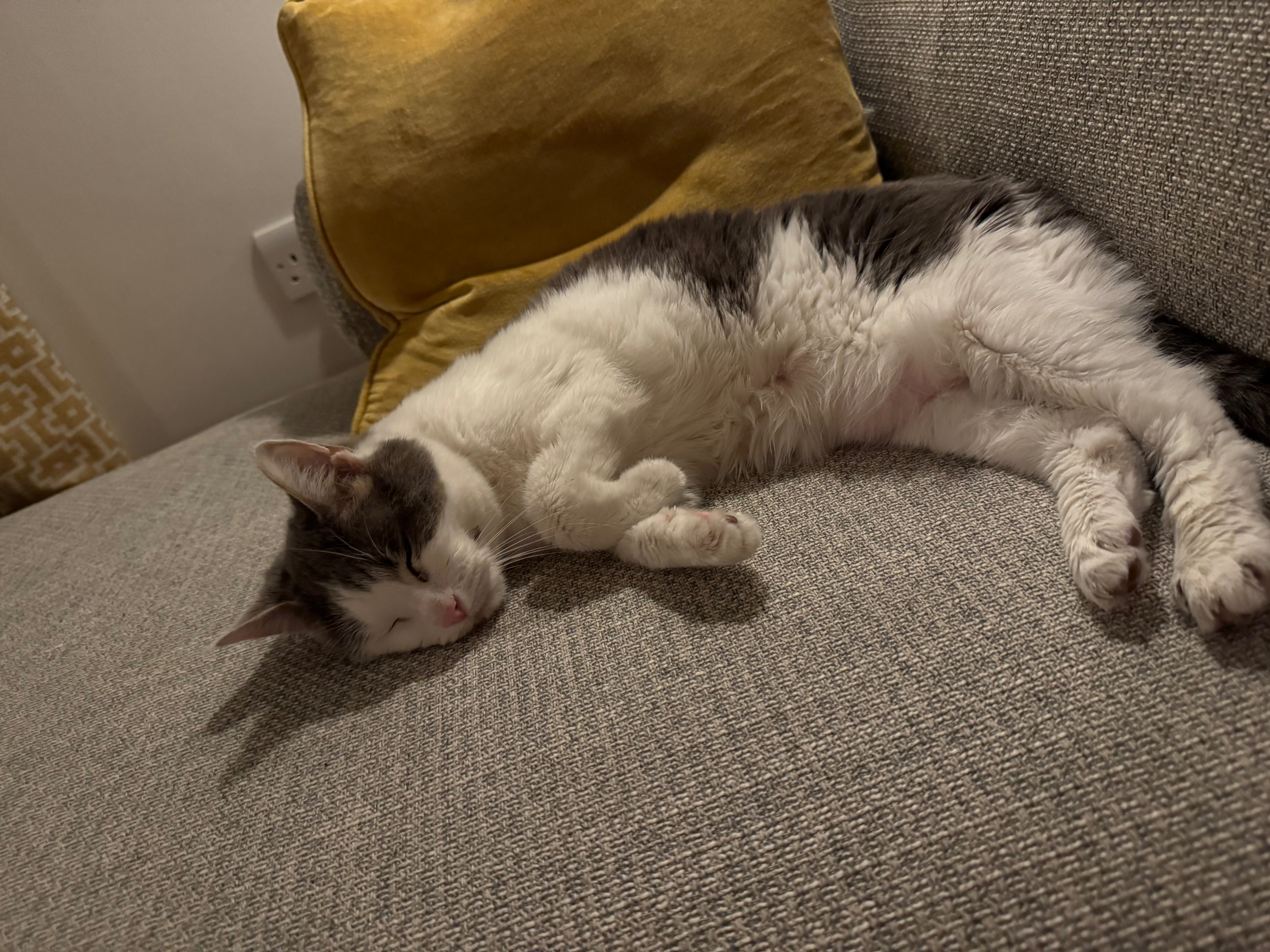 Lola’s Surgery campaign photo, 5 of 8