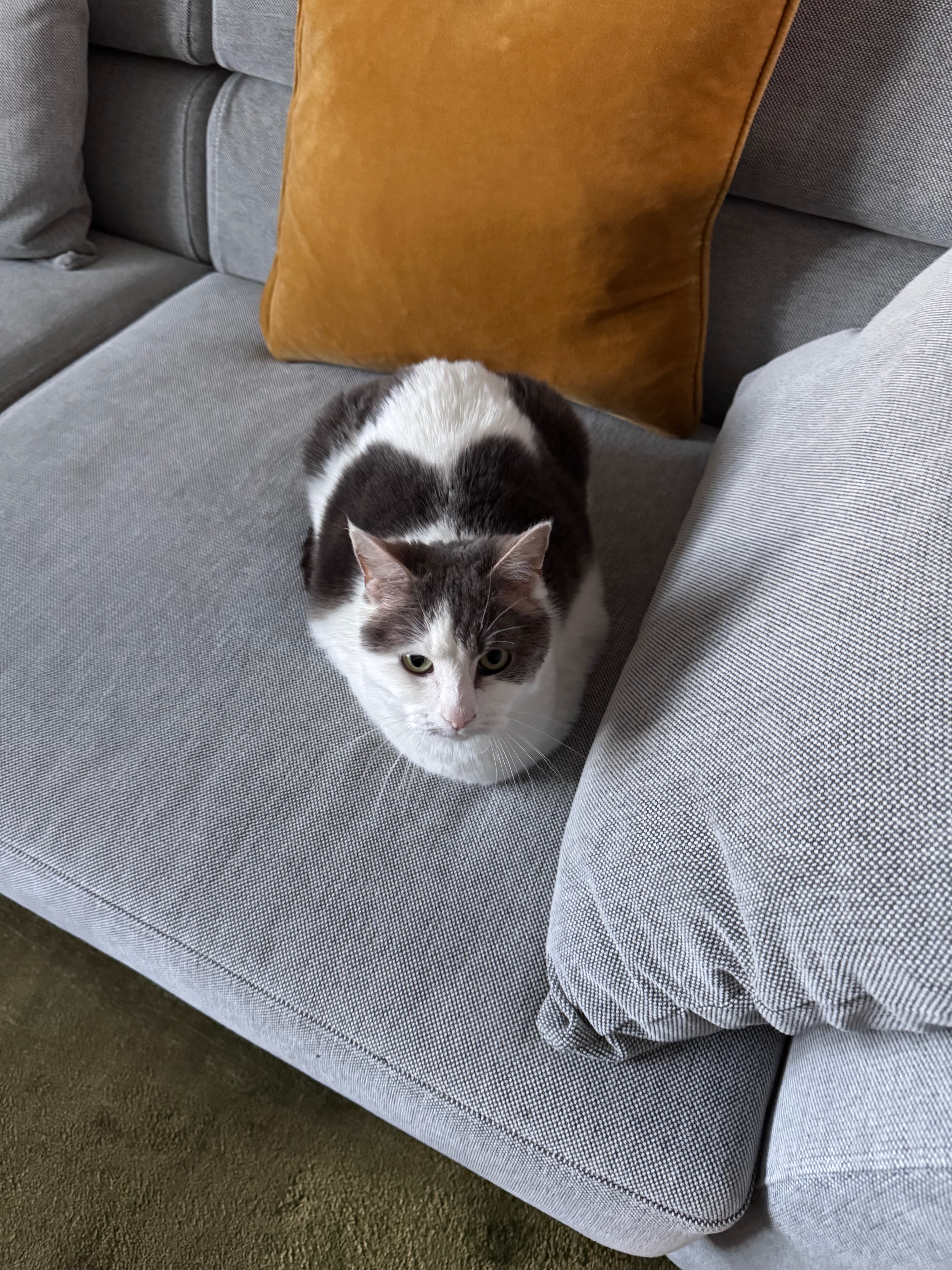 Lola’s Surgery campaign photo, 6 of 8