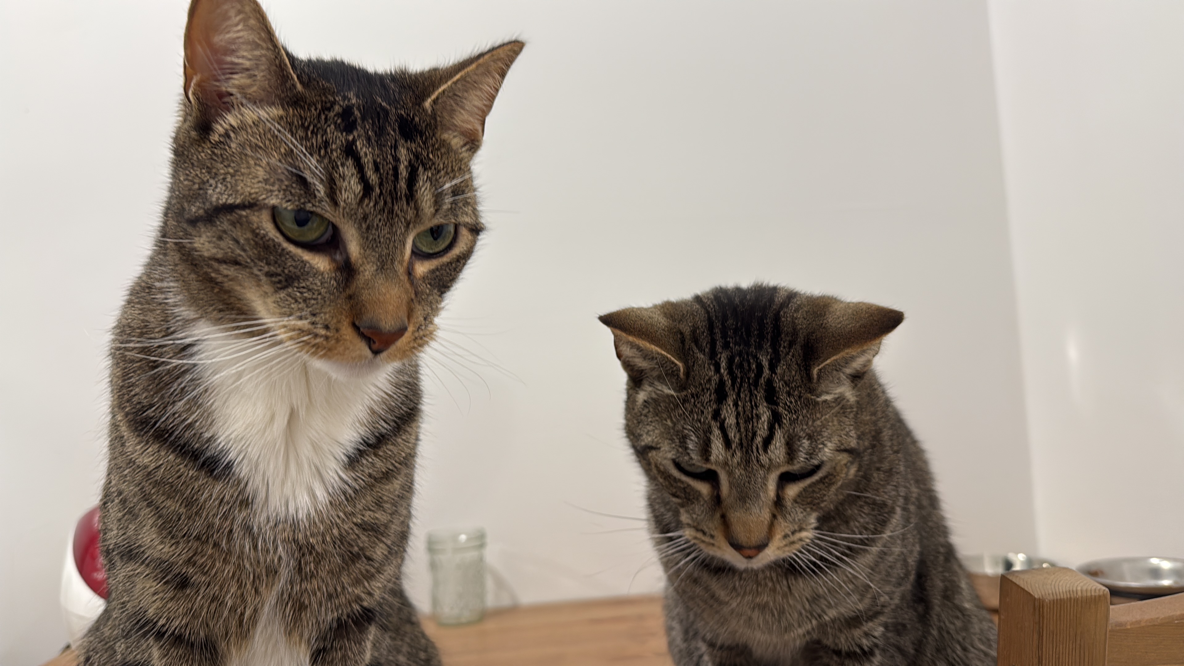 Help Save Chaussette: Urgent Vet Care Needed campaign photo, 7 of 8