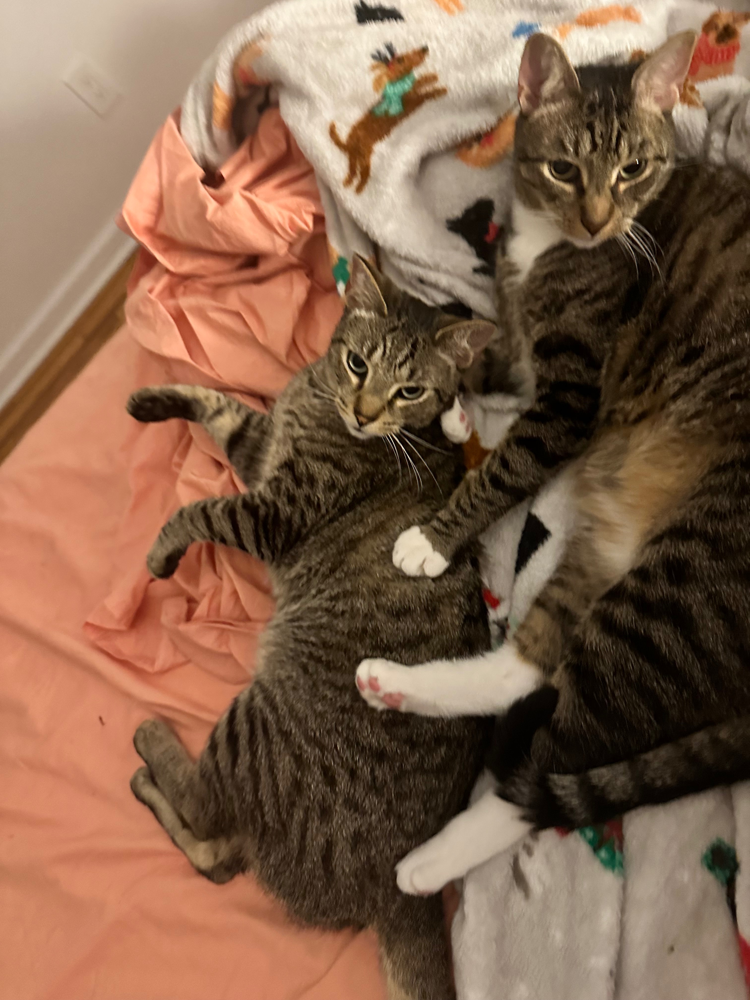 Help Save Chaussette: Urgent Vet Care Needed campaign photo, 2 of 8