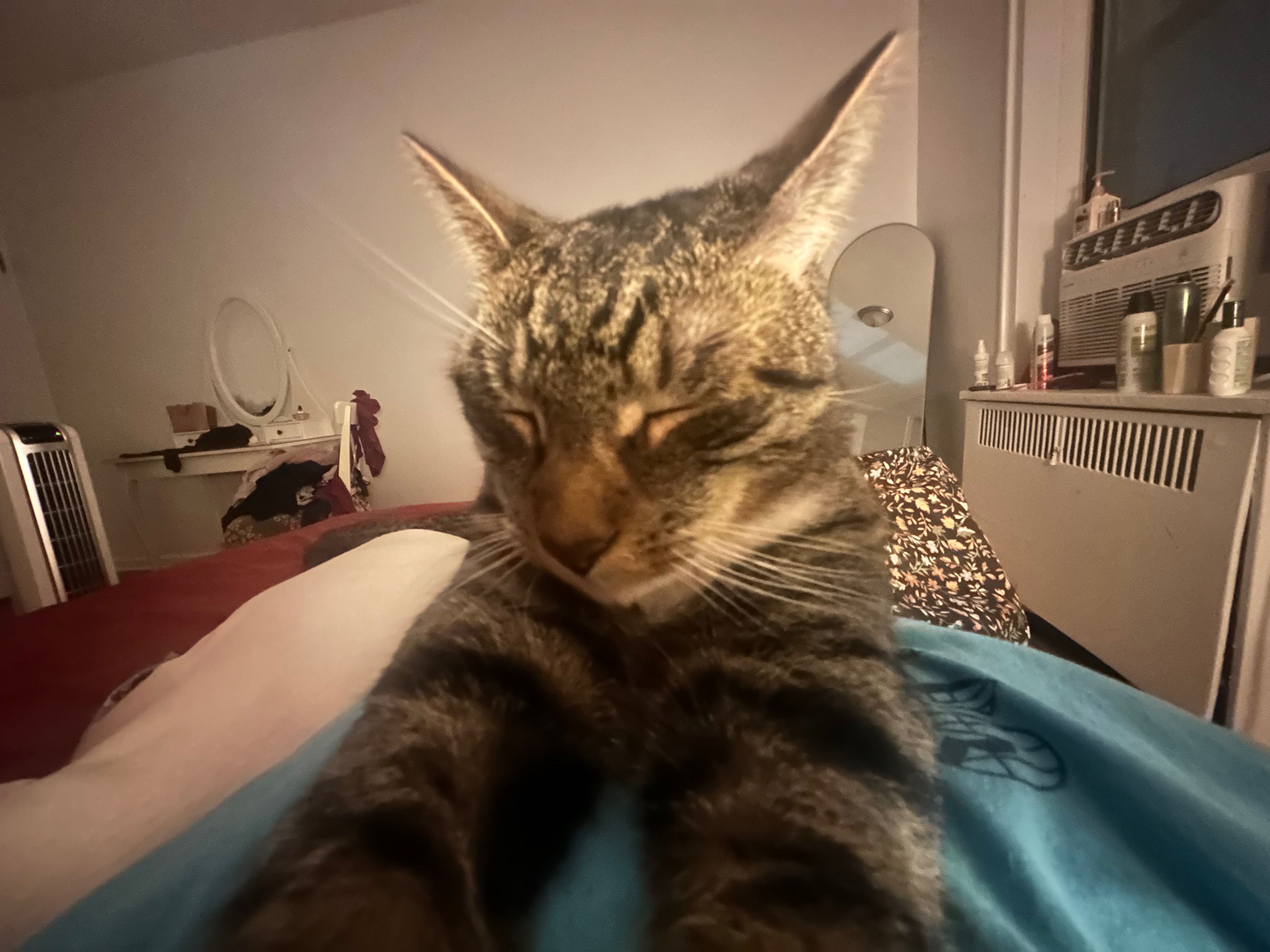 Help Save Chaussette: Urgent Vet Care Needed campaign photo, 4 of 8