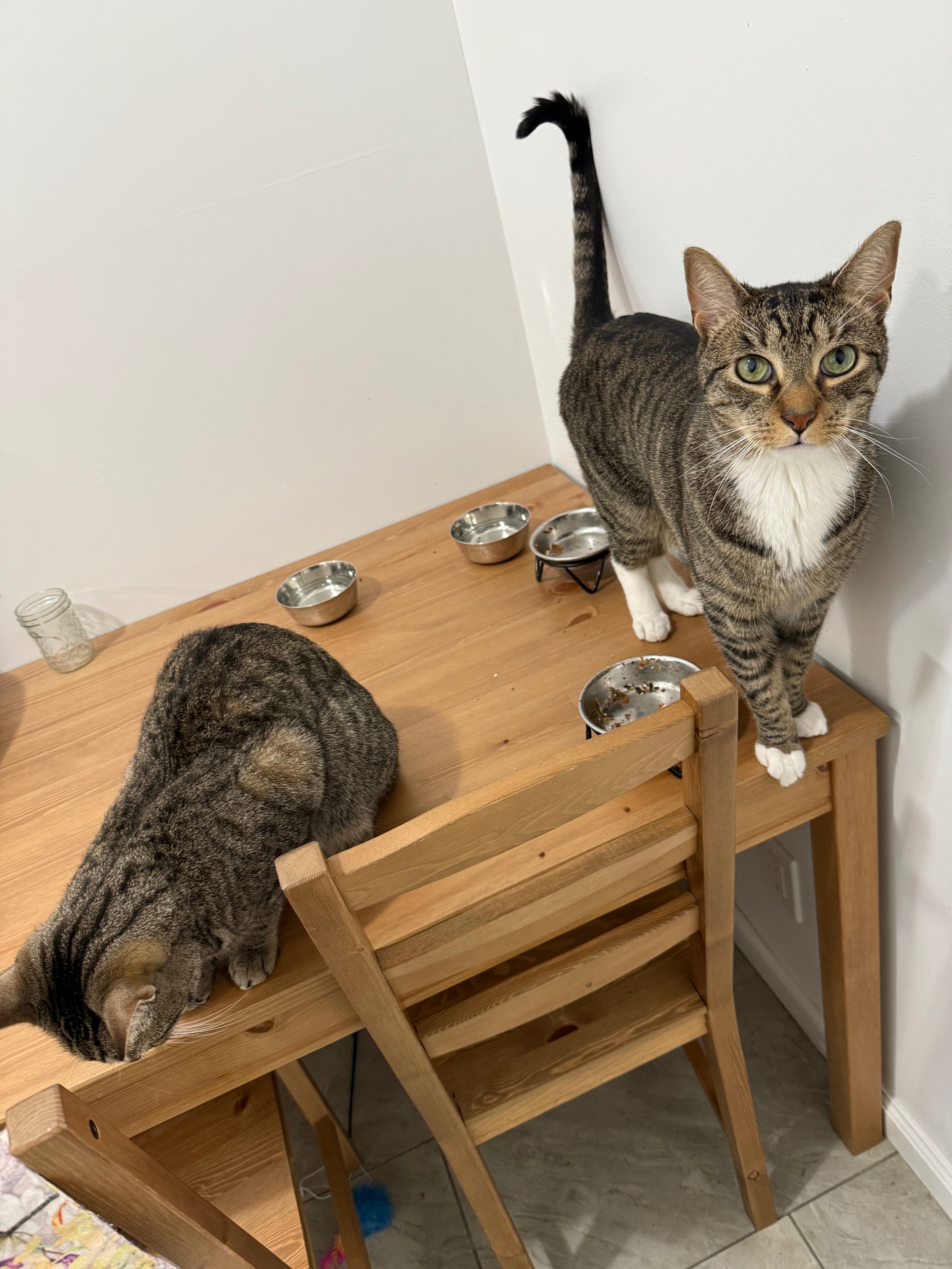 Help Save Chaussette: Urgent Vet Care Needed campaign photo, 6 of 8