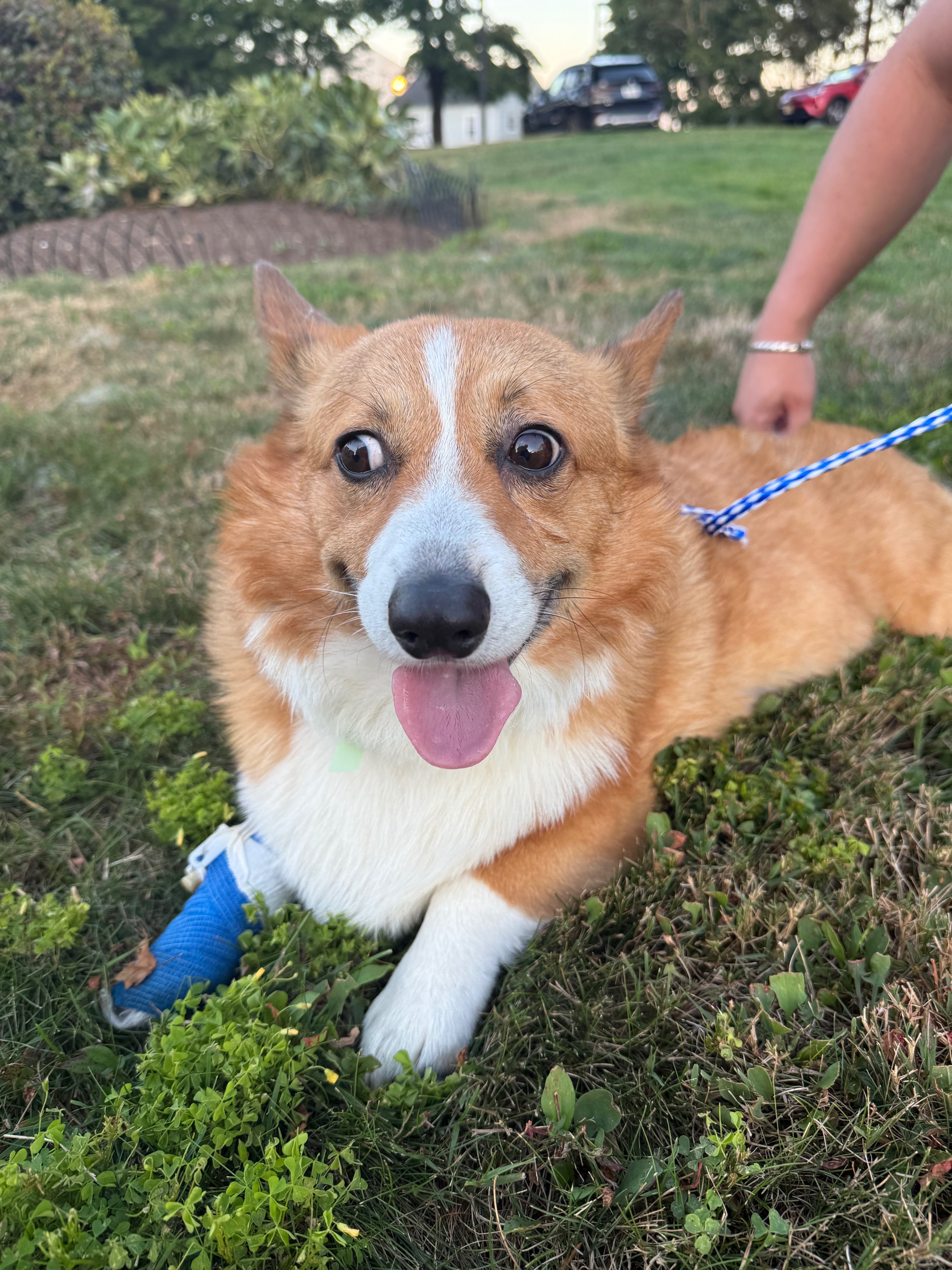 In Loving Memory of Bombie: Help Us Honor His Brave Fight campaign photo, 2 of 8