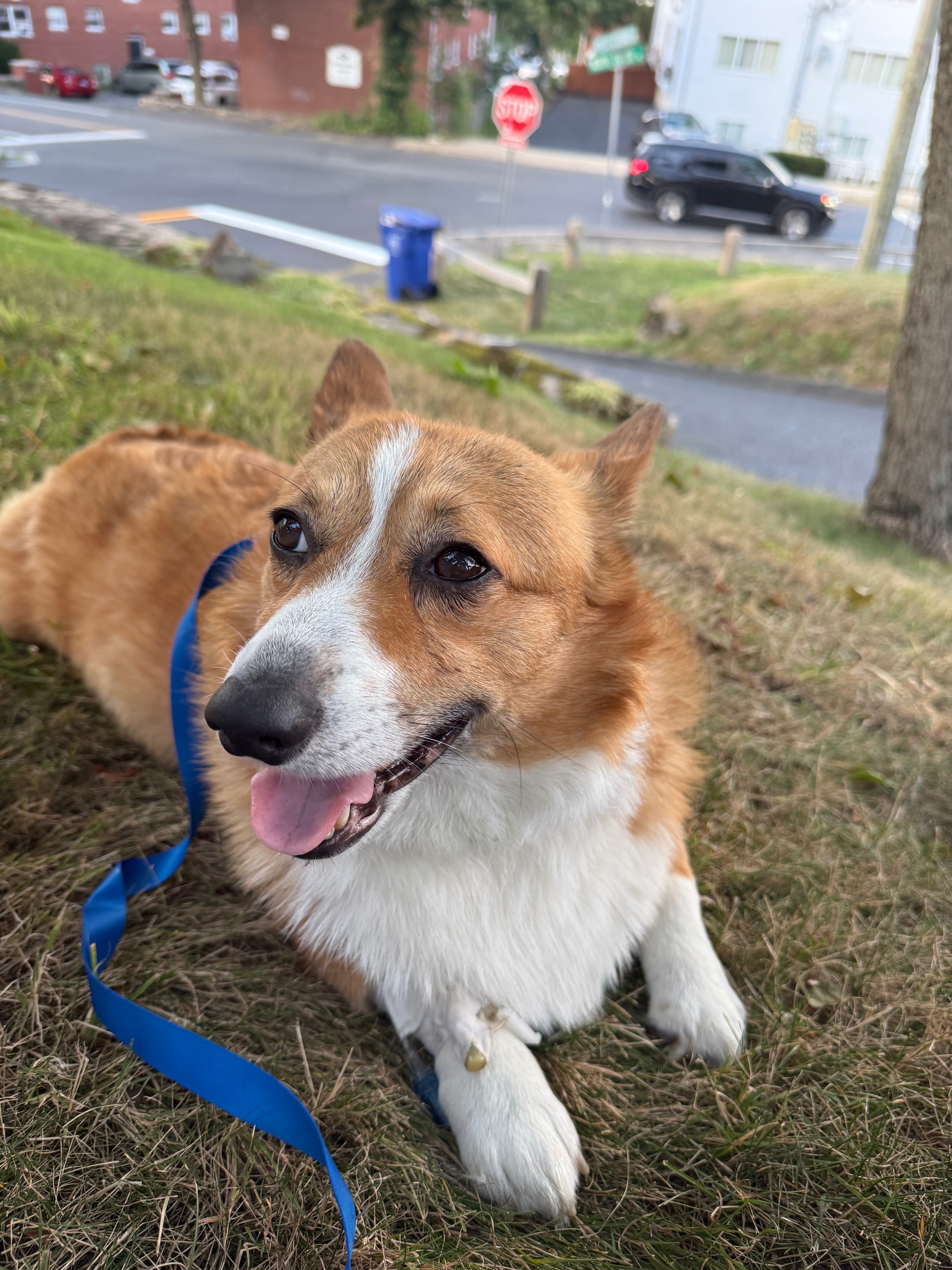 In Loving Memory of Bombie: Help Us Honor His Brave Fight campaign photo, 7 of 8