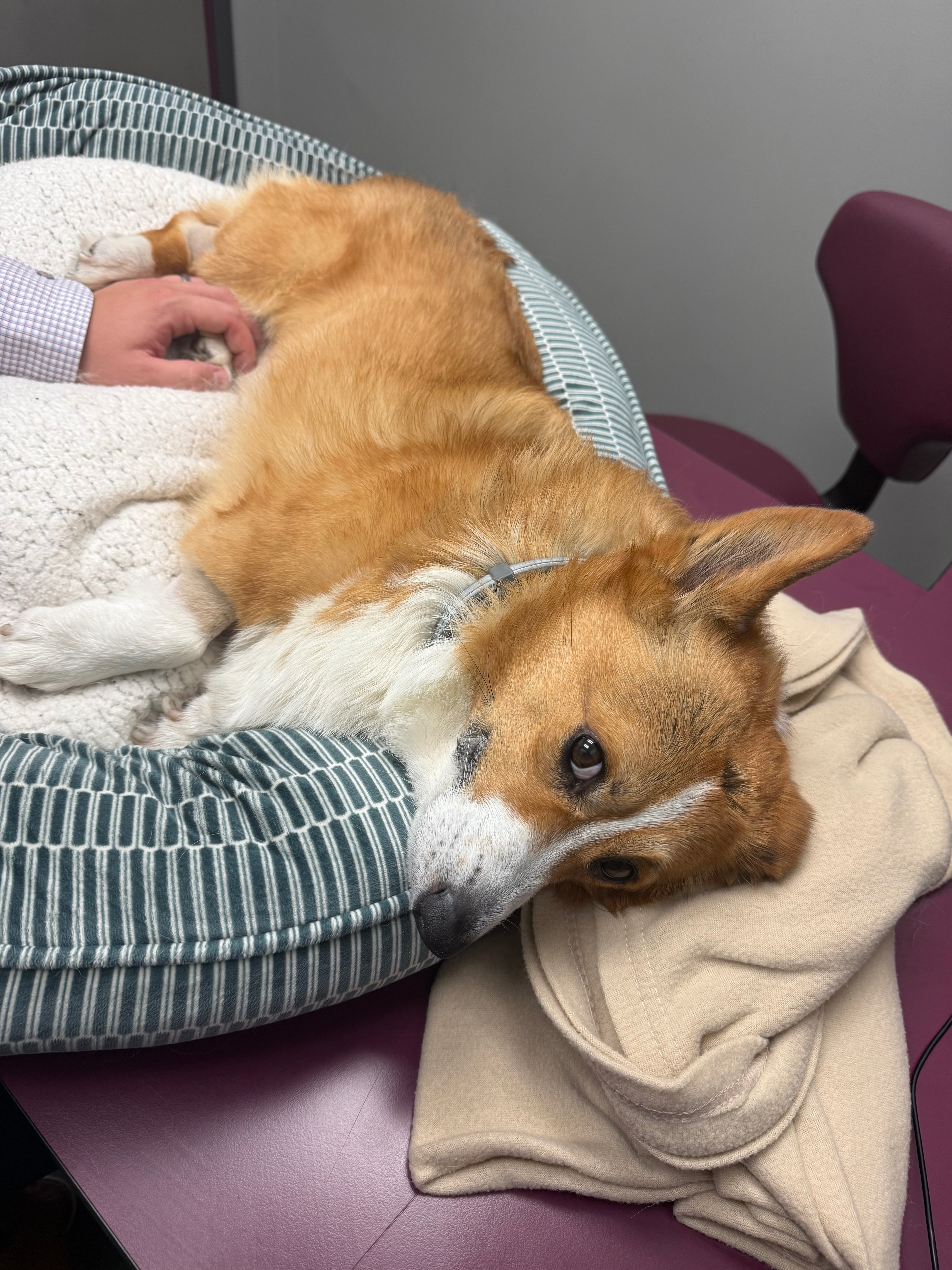 In Loving Memory of Bombie: Help Us Honor His Brave Fight campaign photo, 4 of 8