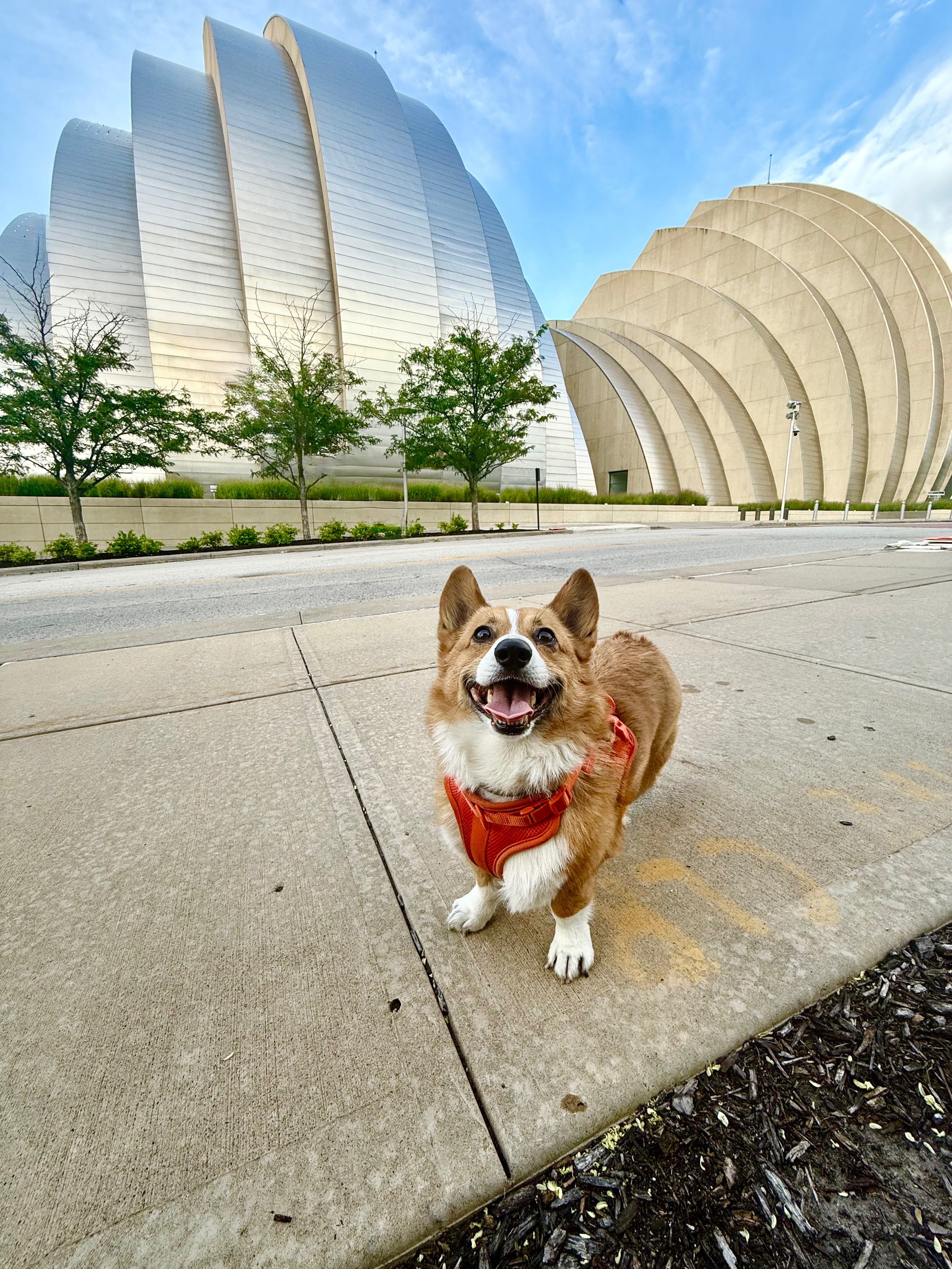 In Loving Memory of Bombie: Help Us Honor His Brave Fight campaign photo, 5 of 8