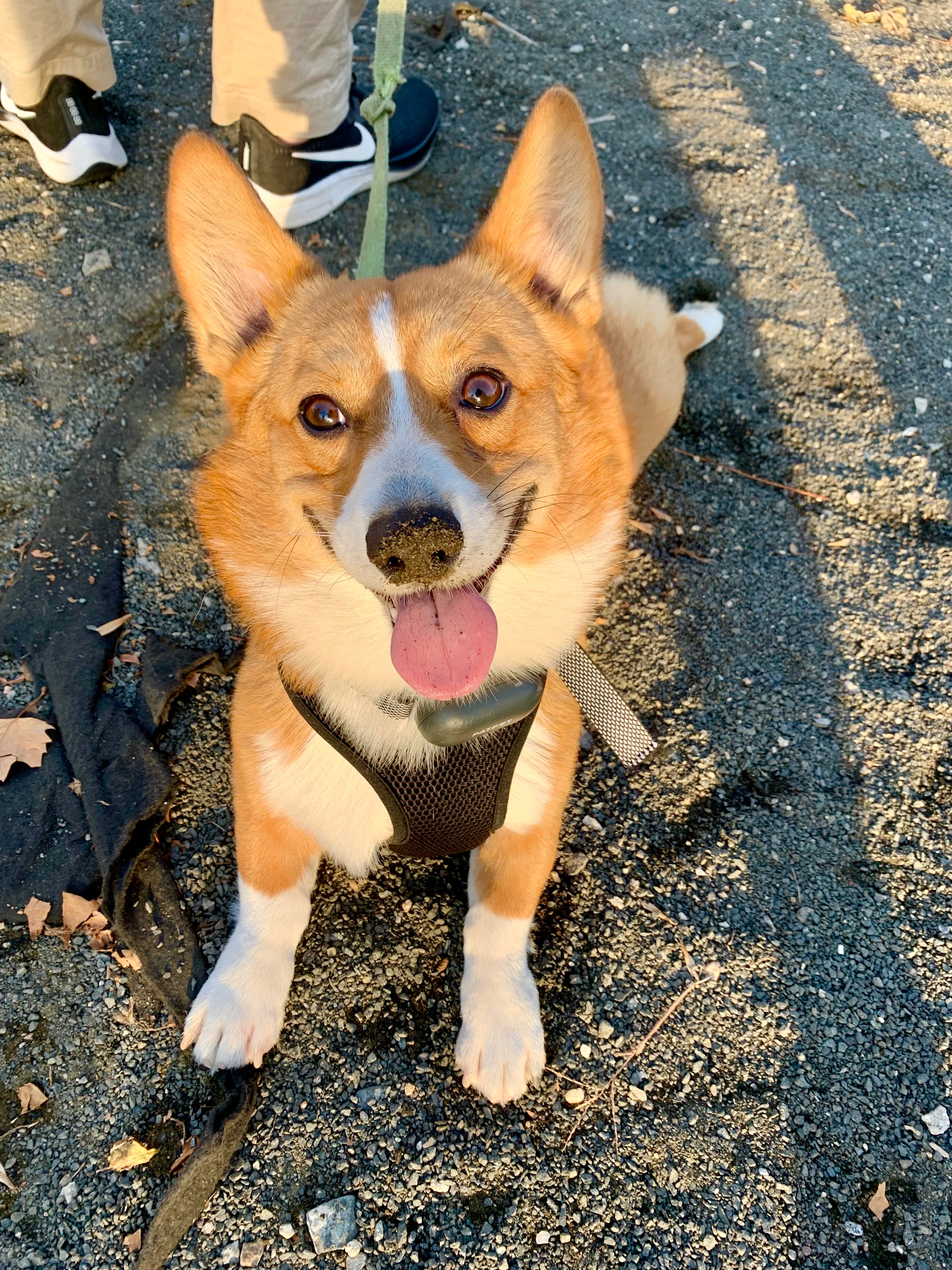 In Loving Memory of Bombie: Help Us Honor His Brave Fight campaign photo, 6 of 8
