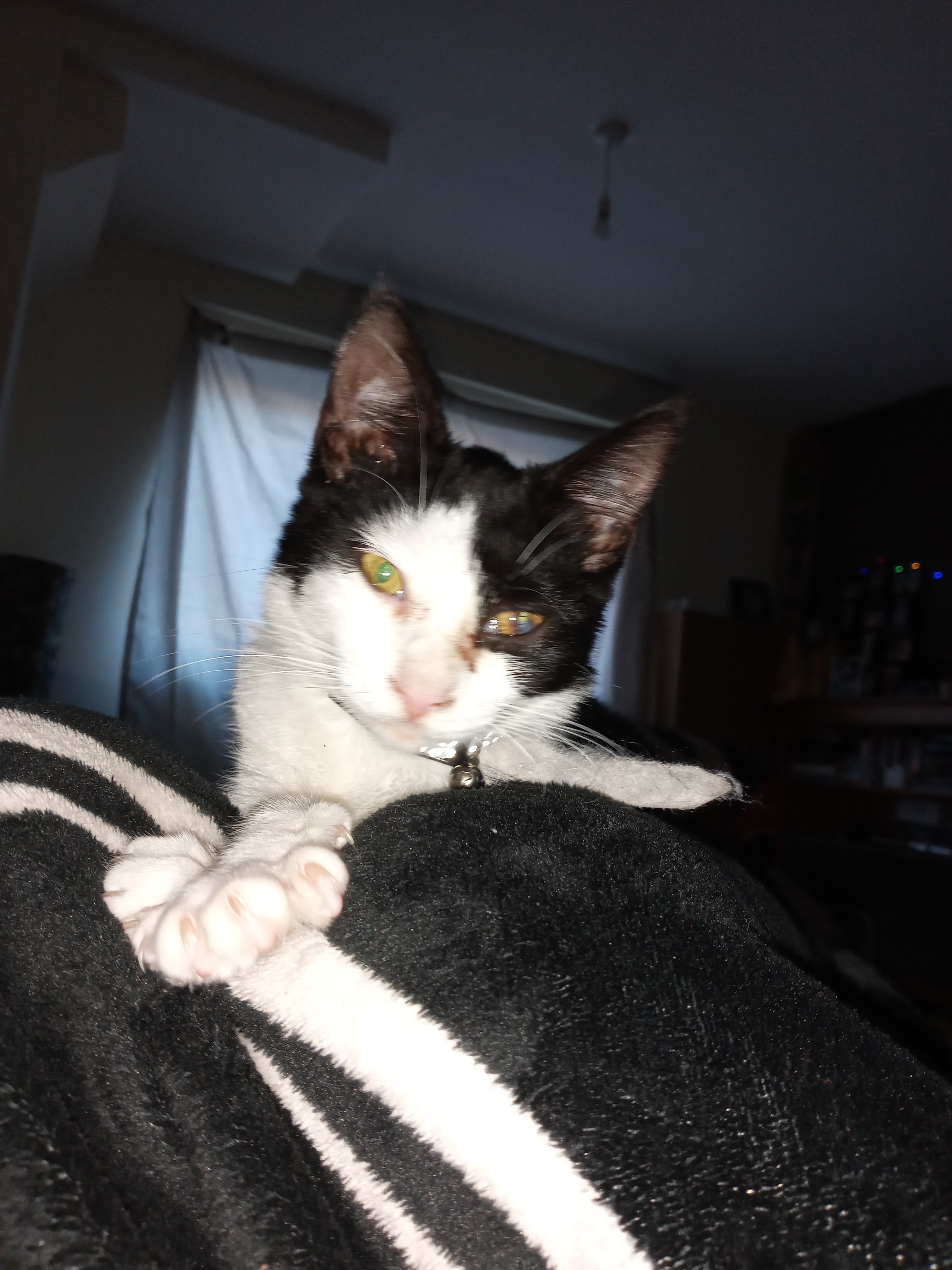 Save my kitten campaign photo, 2 of 4