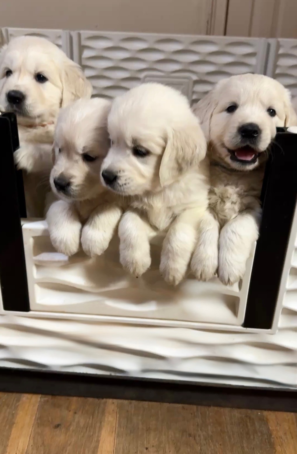 Help Logan get his Service Dog campaign photo, 7 of 8
