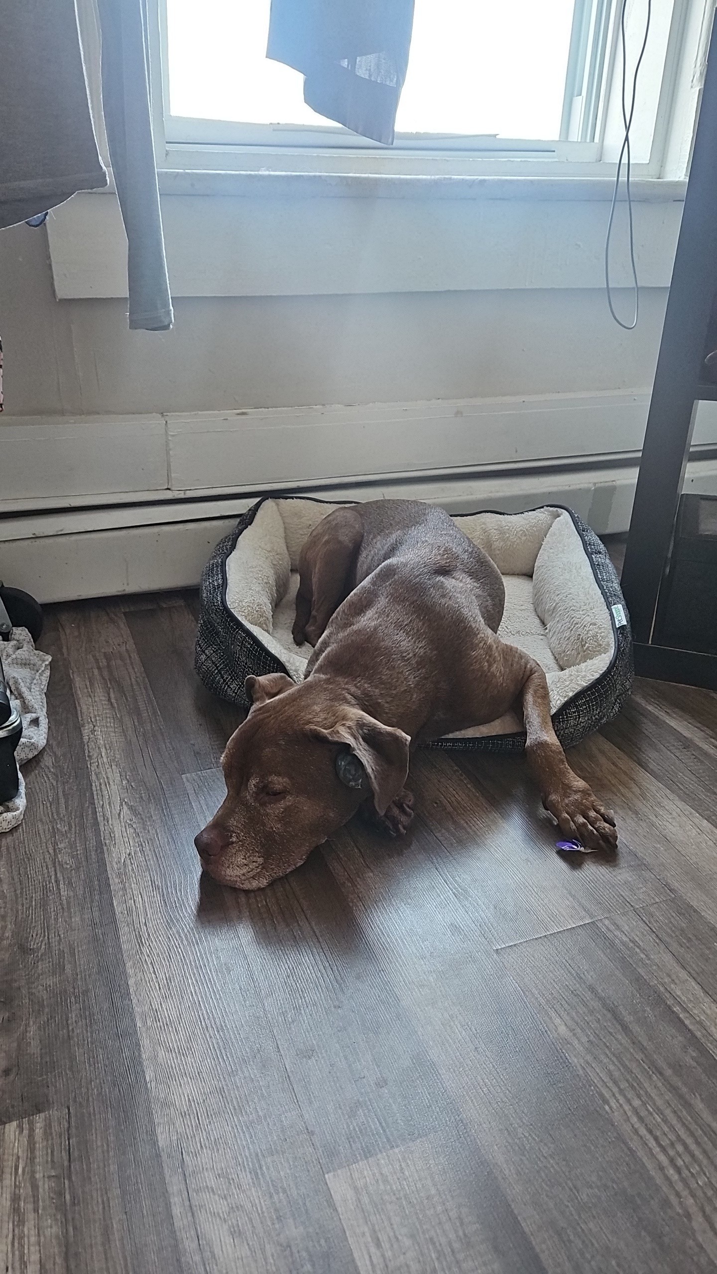 Help Missy Recover from Ear Surgery campaign photo, 4 of 8