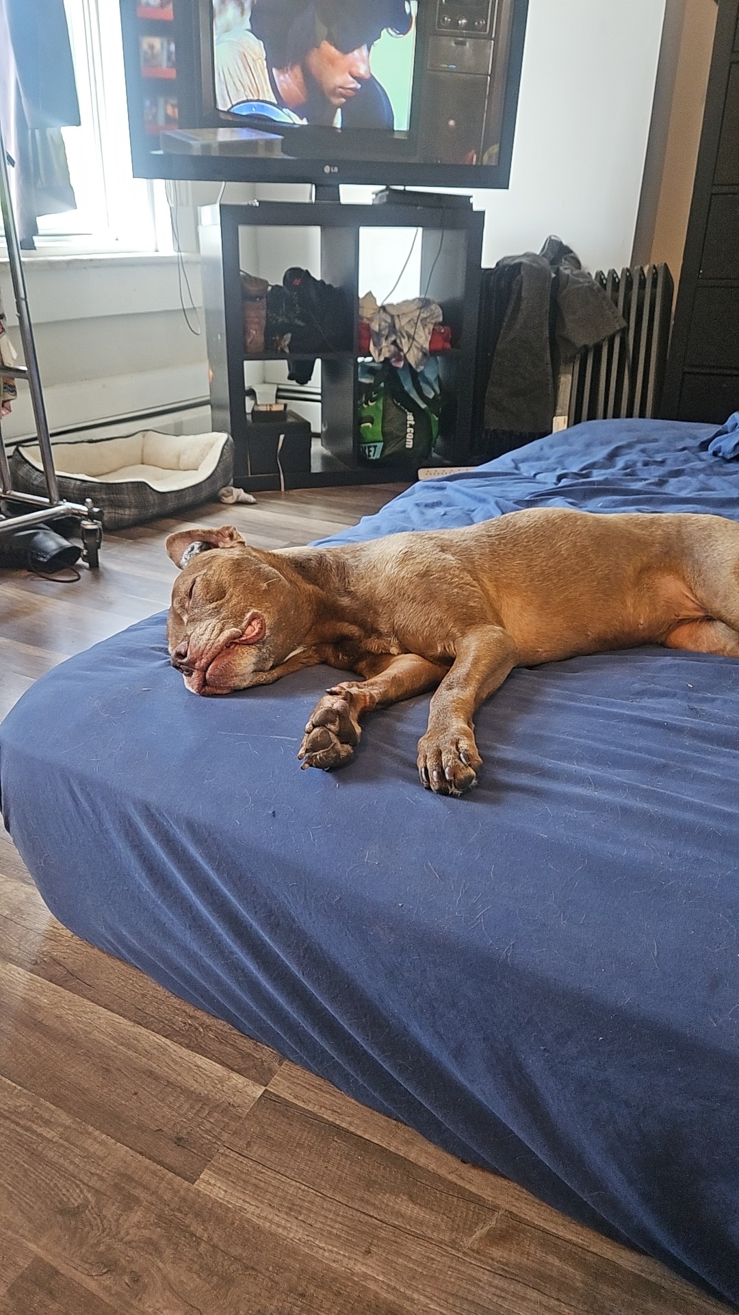 Help Missy Recover from Ear Surgery campaign photo, 7 of 8