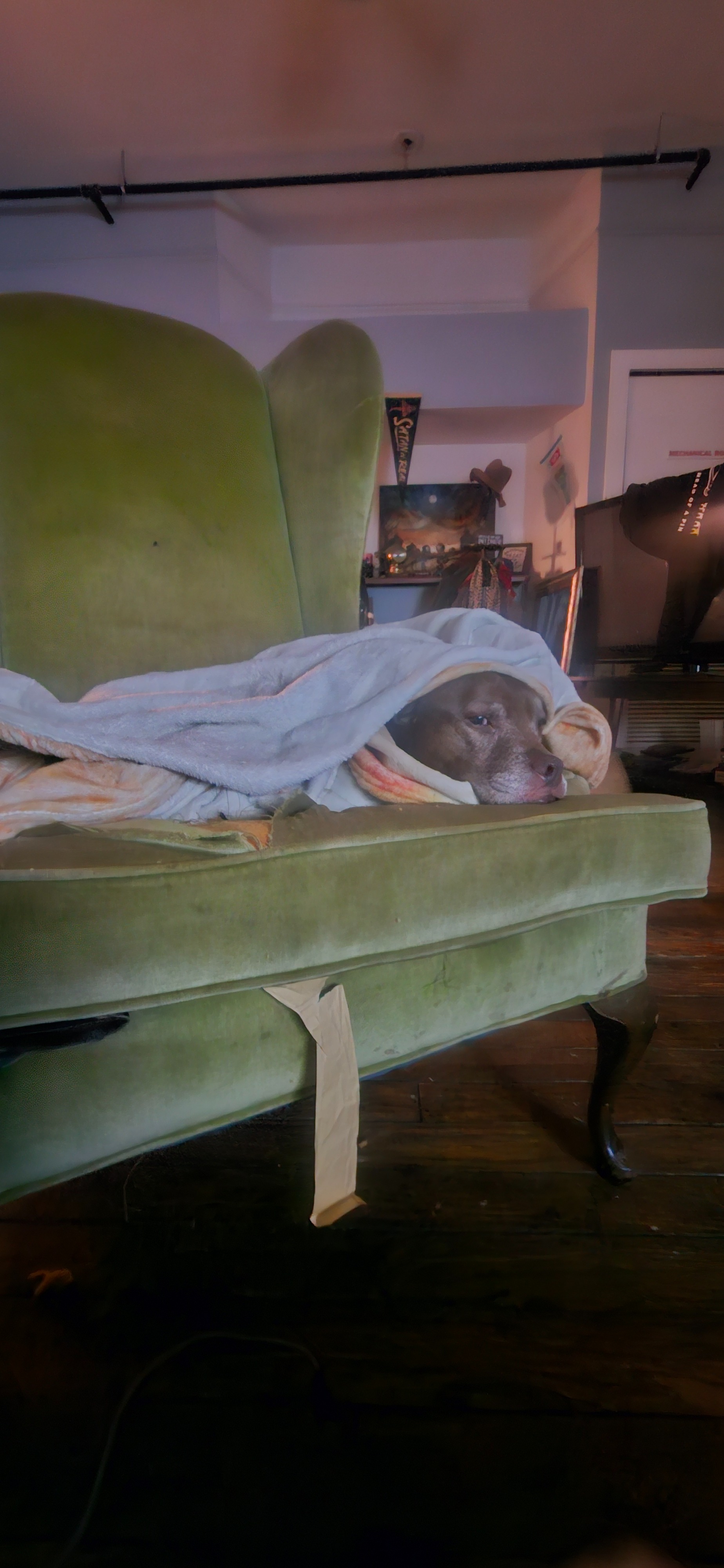 Help Missy Recover from Ear Surgery campaign photo, 2 of 8