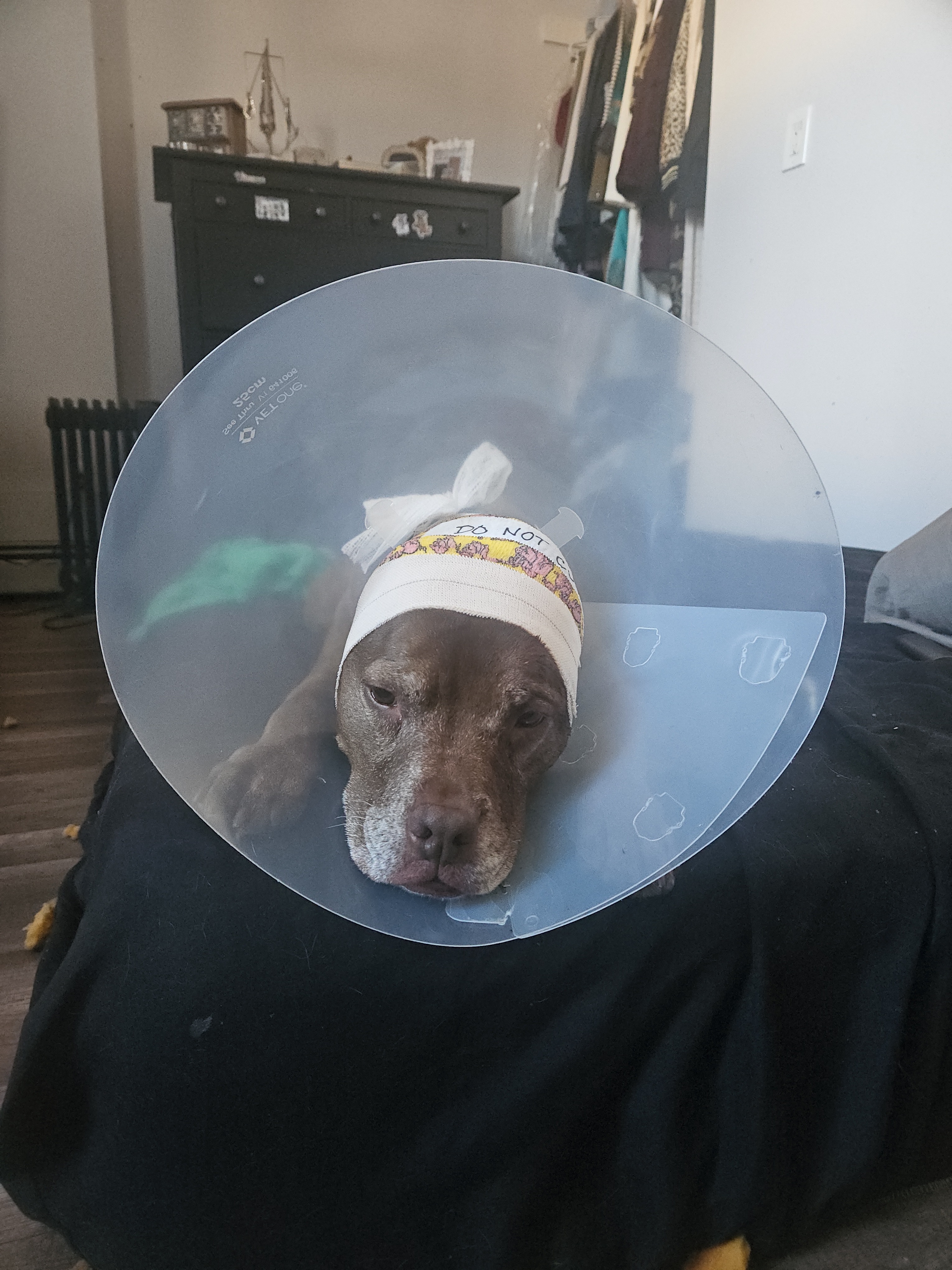 Help Missy Recover from Ear Surgery campaign photo, 6 of 8