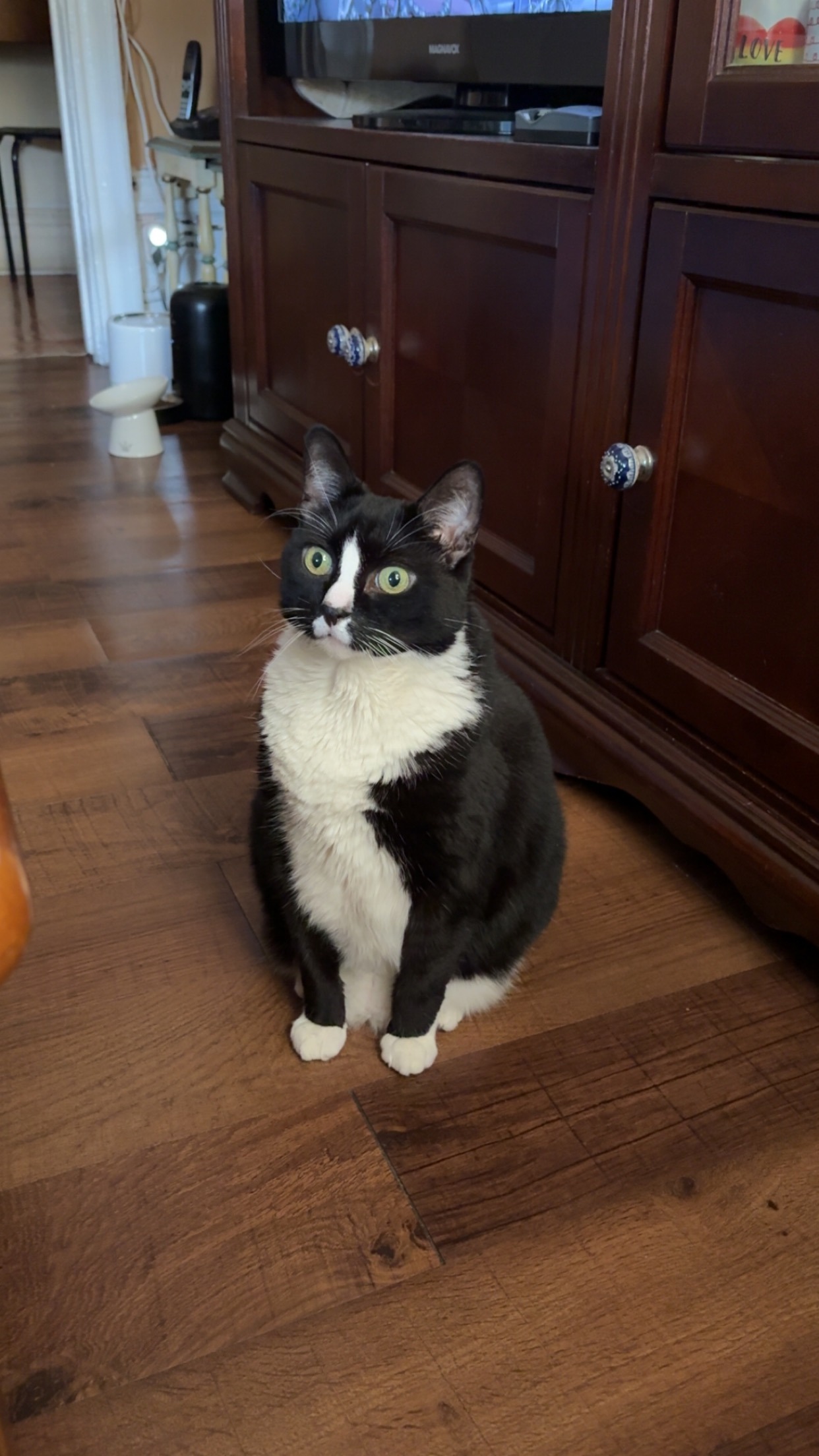 Support Dottie's Urgent Medical Treatment campaign photo, 5 of 6