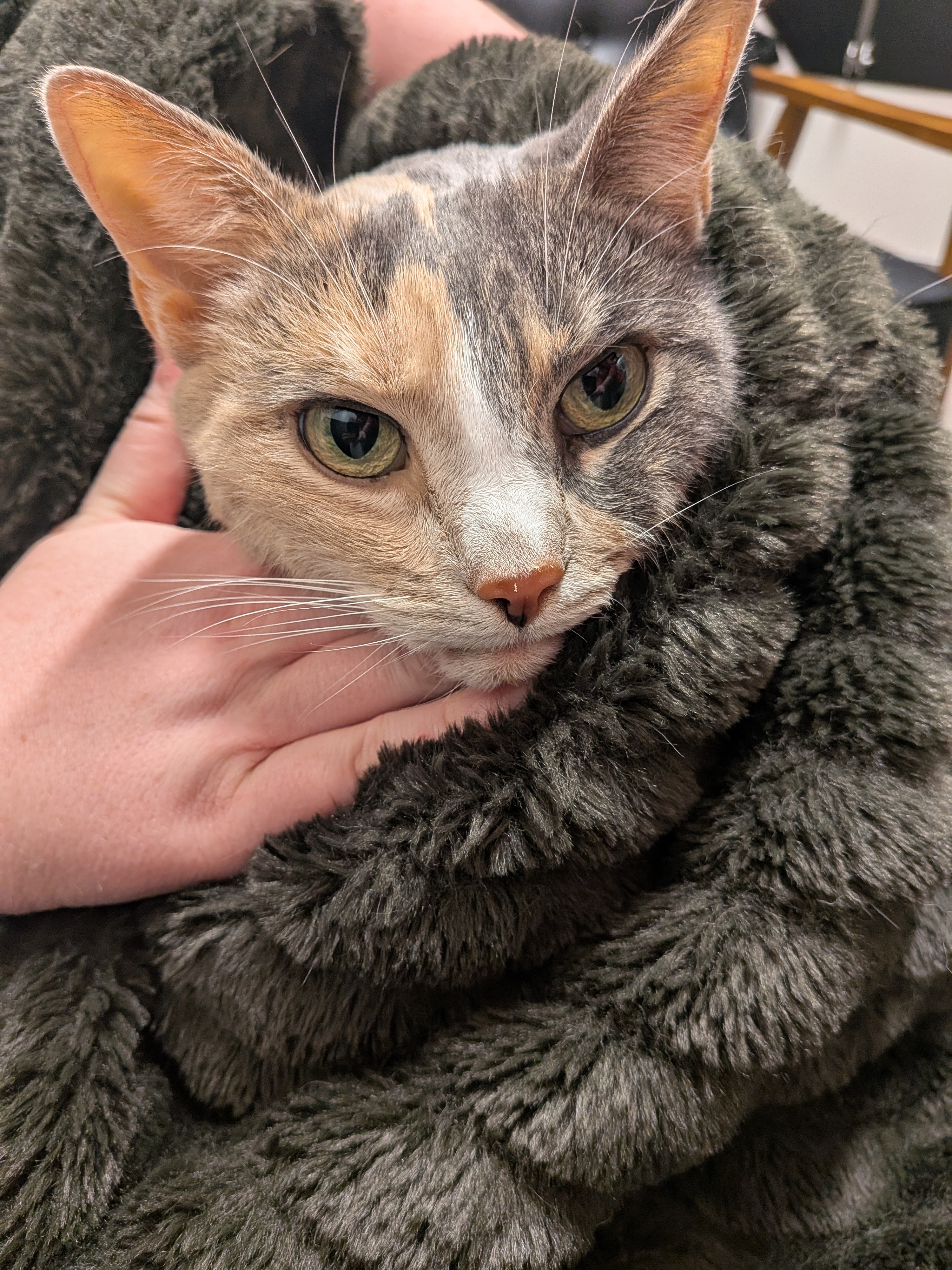 Molly's Medical and Death Expenses campaign photo, 4 of 8
